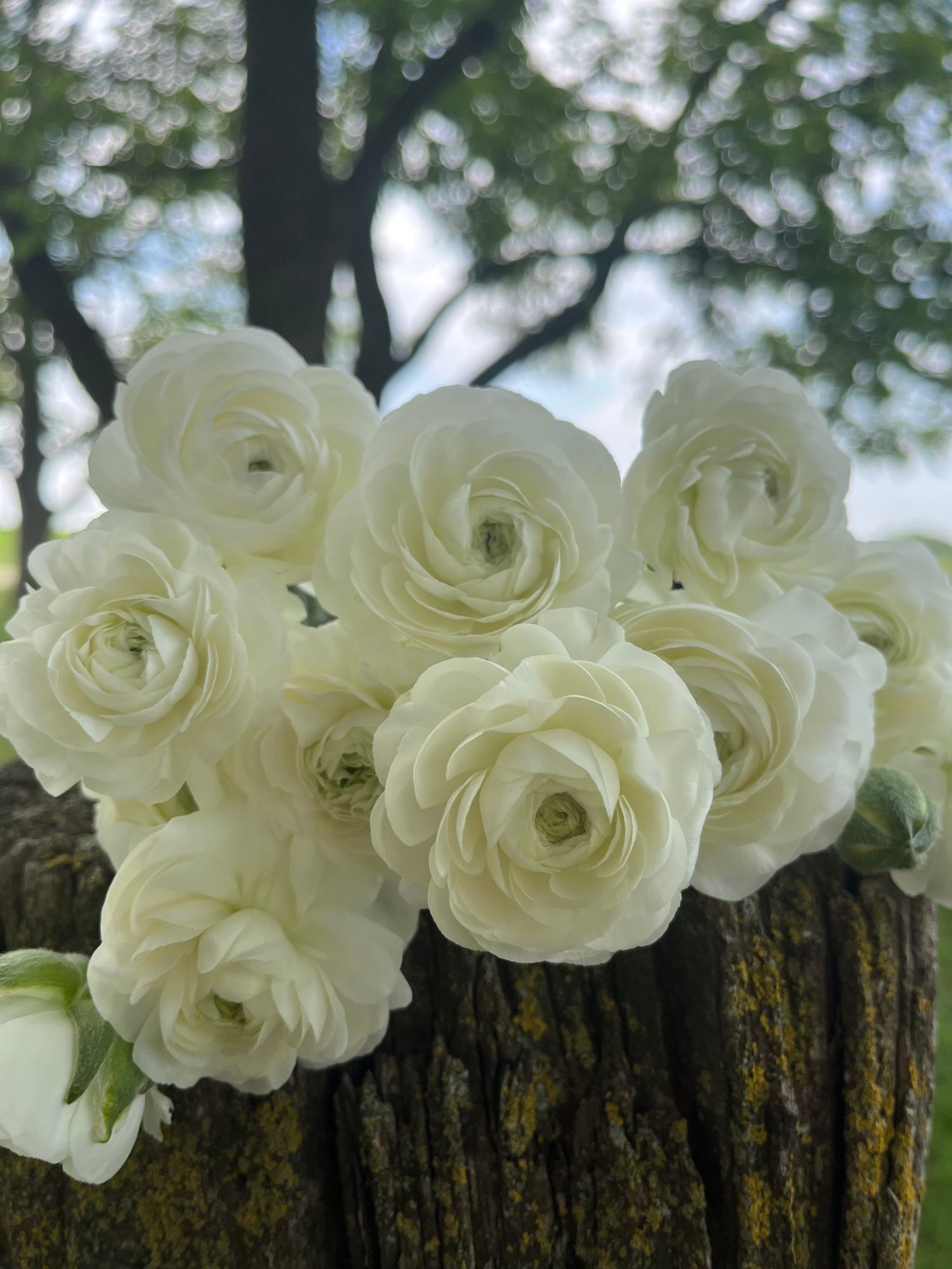 RANUNCULUS Gigi White