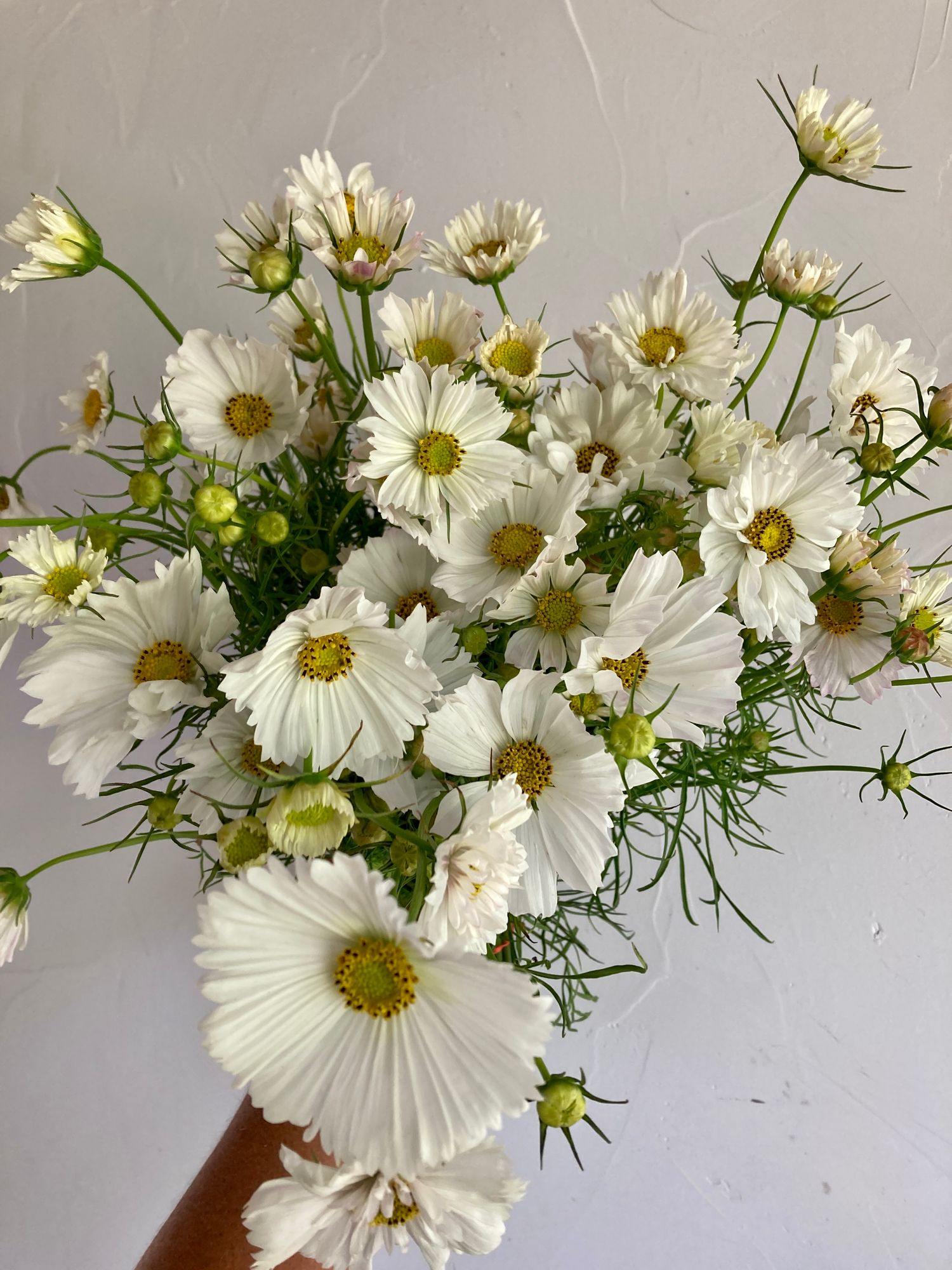 COSMOS
