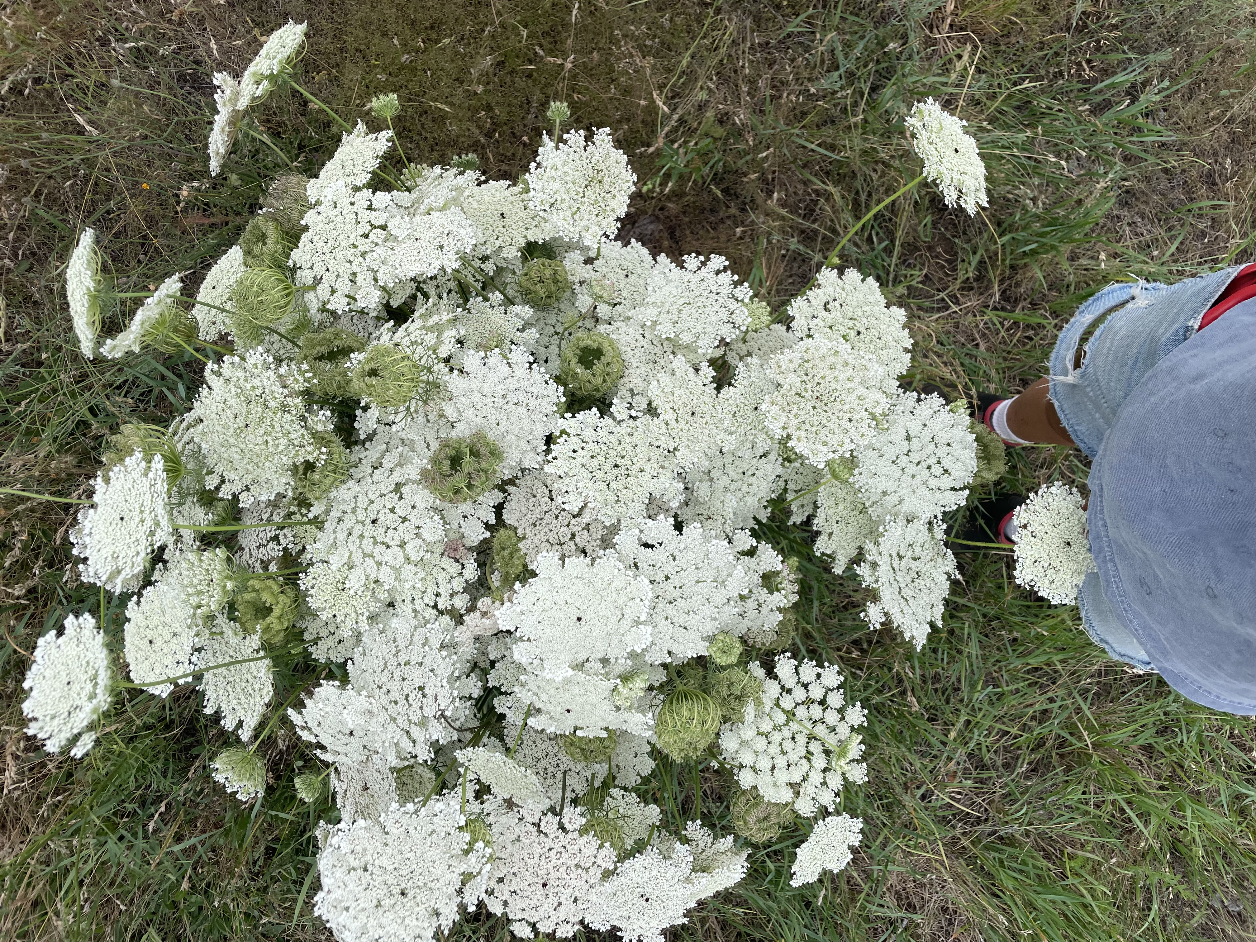 AMMI majus