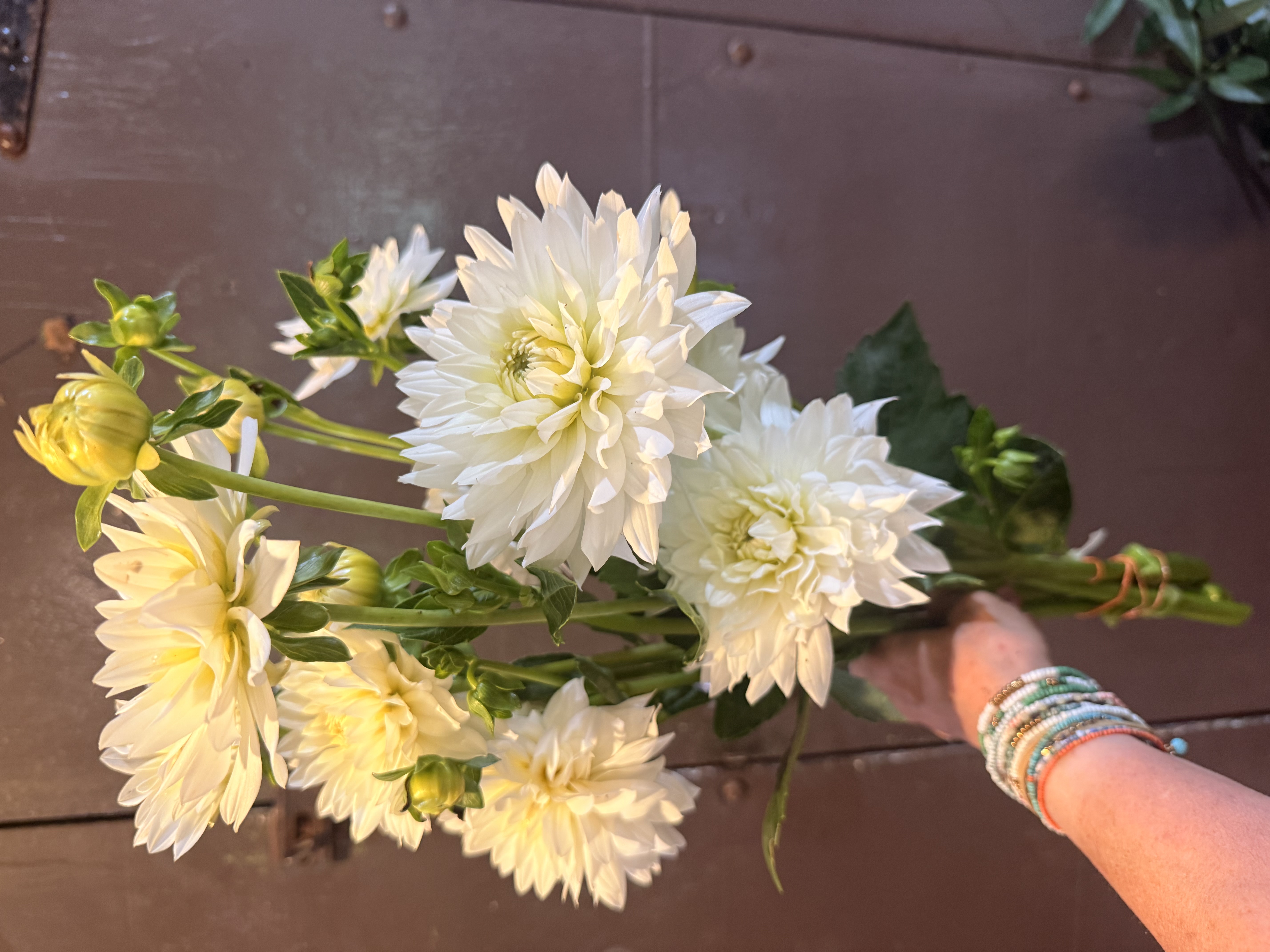 DAHLIA