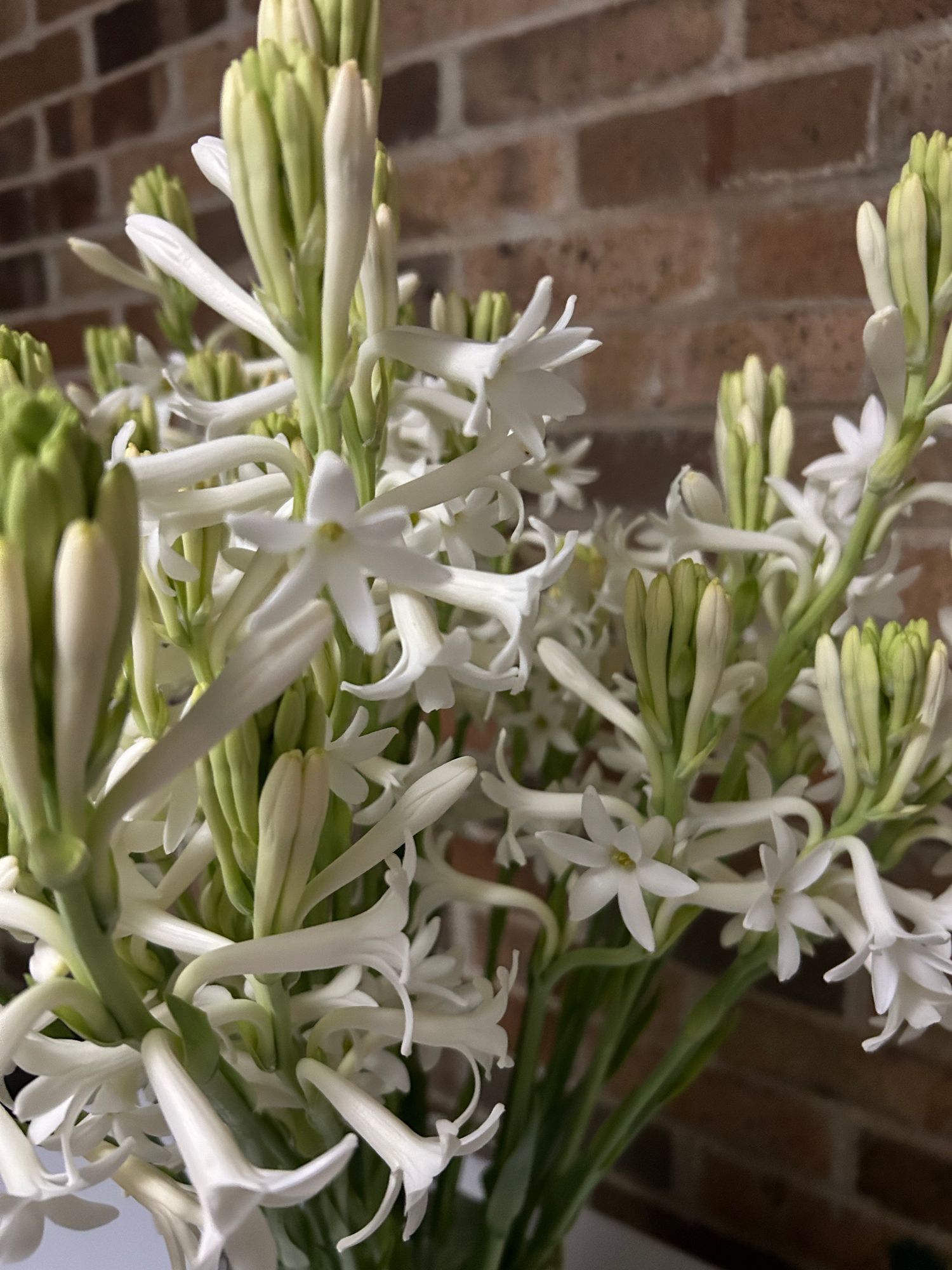 POLIANTHES tuberosa Mexican Single