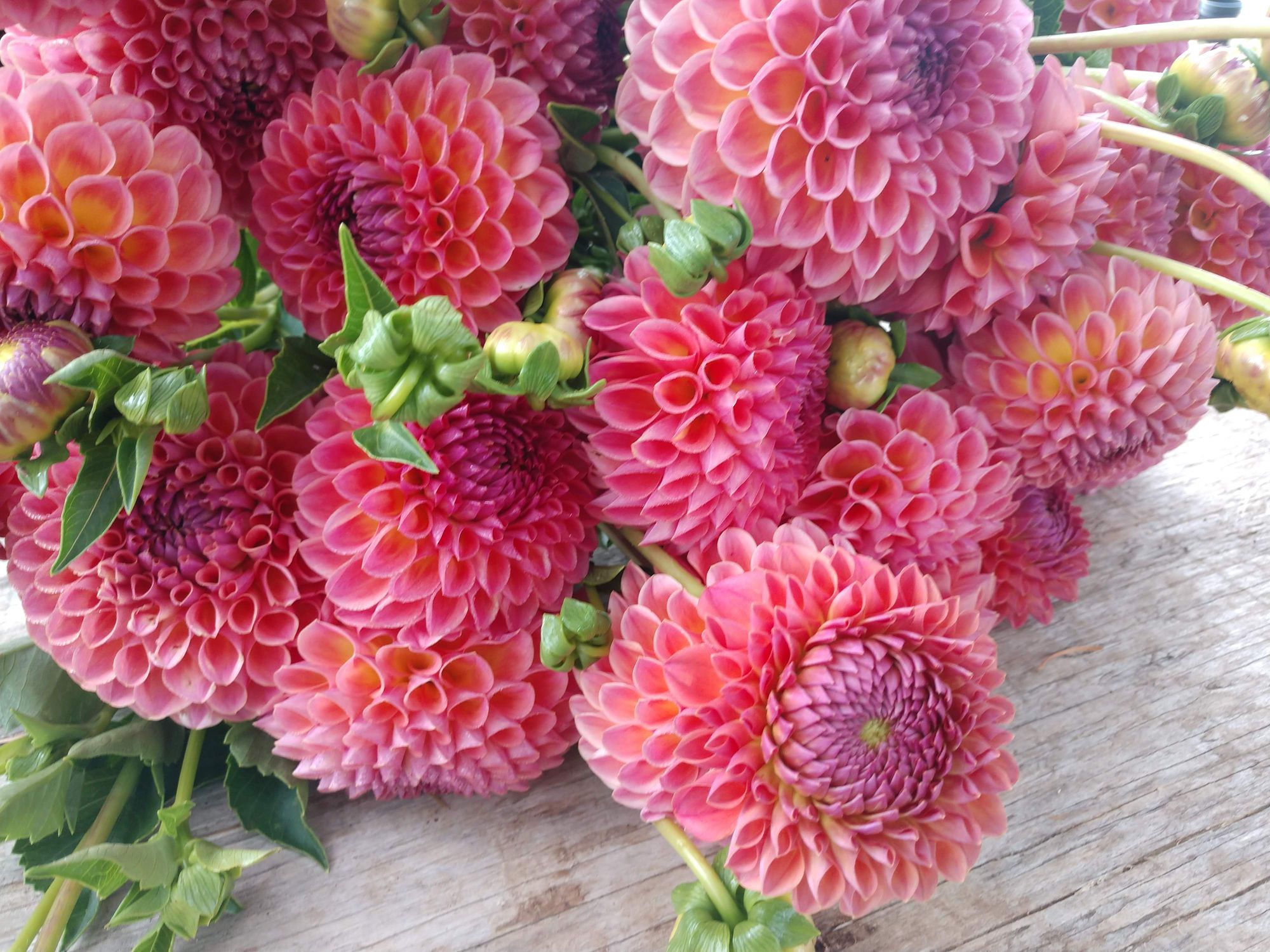 DAHLIA Jowey Winnie