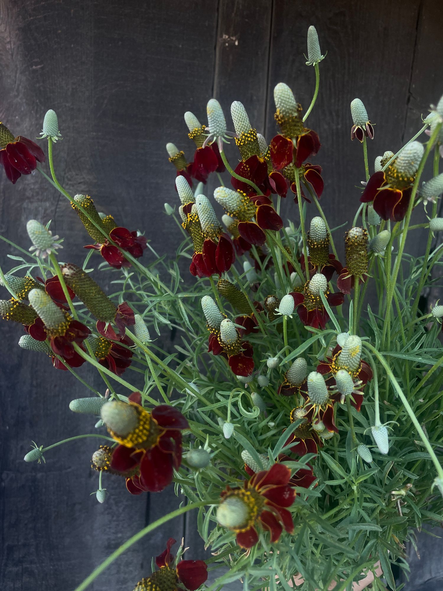 RATIBIDA columnifera