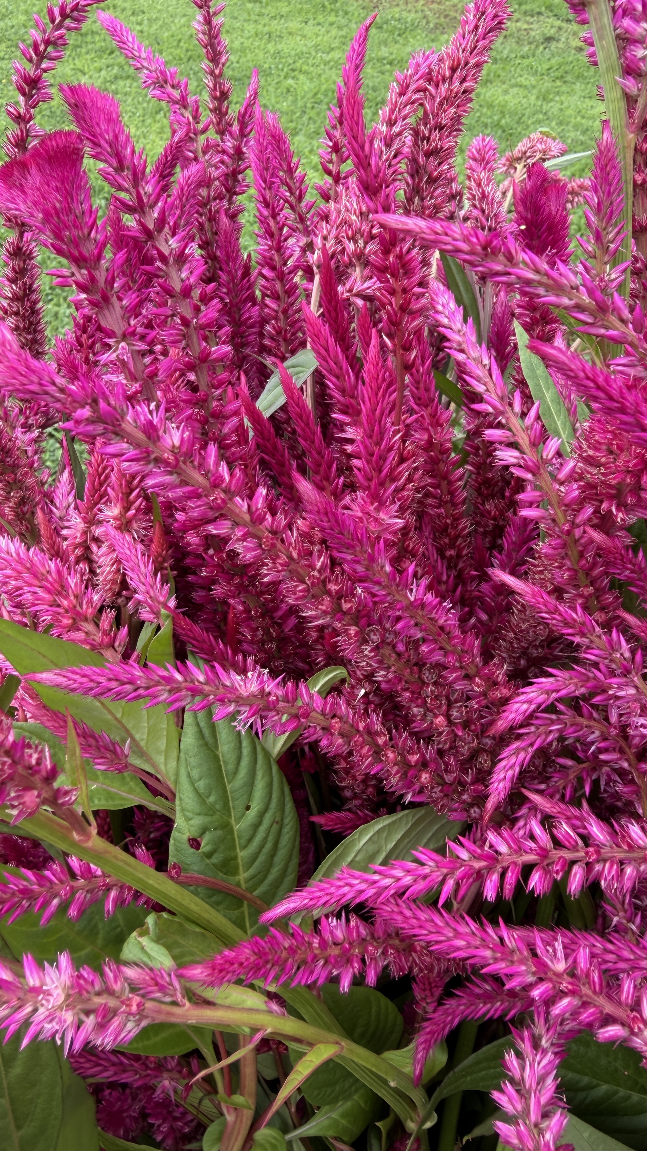 CELOSIA argentea var. plumosa