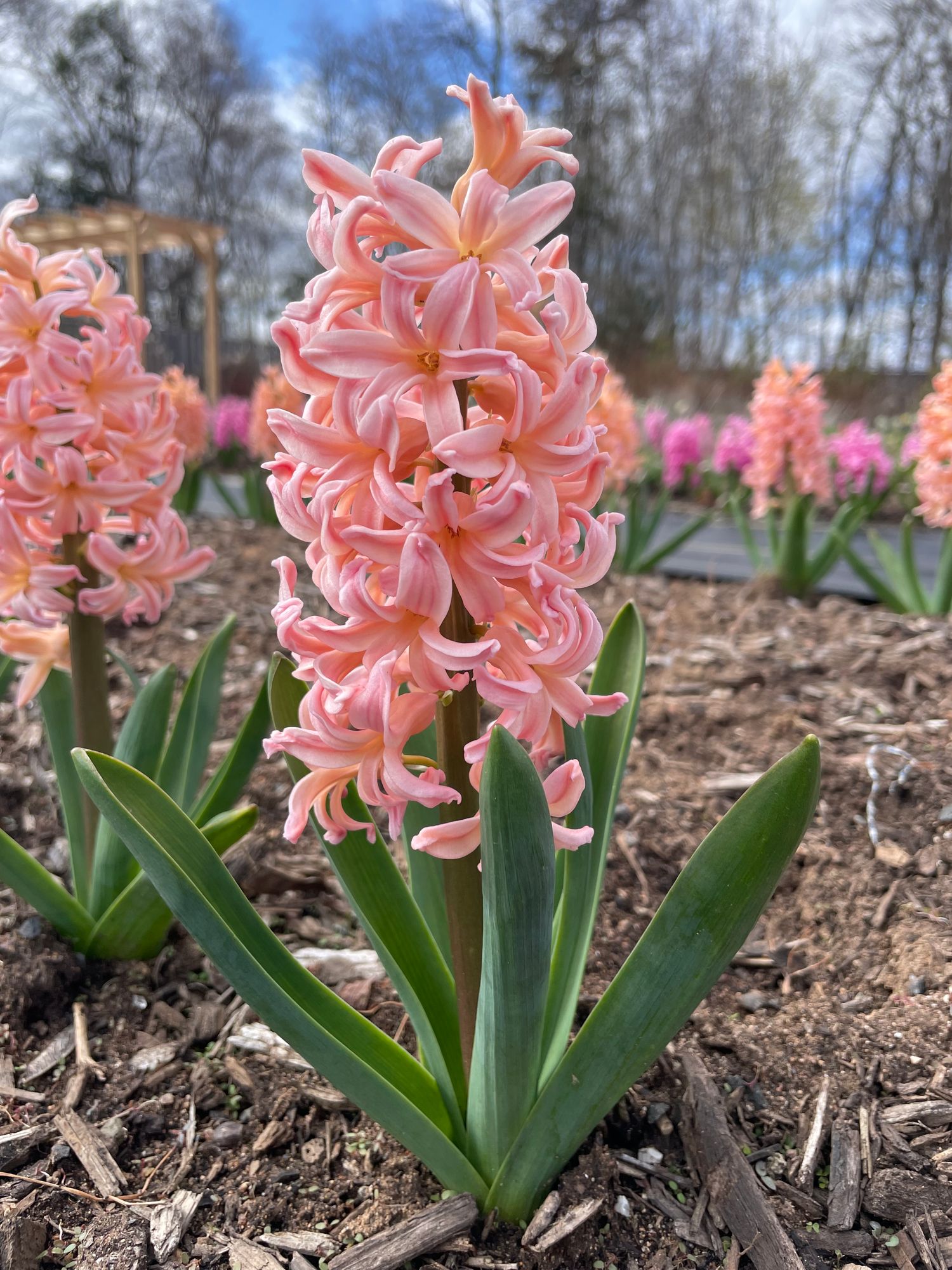HYACINTHUS orientalis Apricot Passion