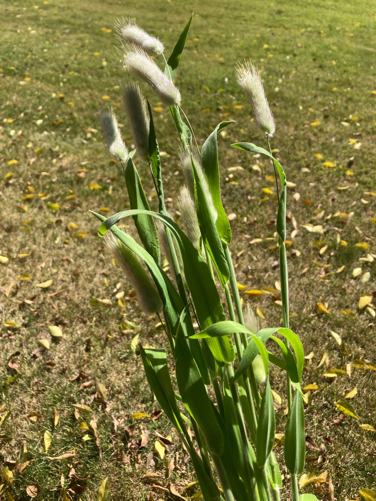 LAGURUS ovatus