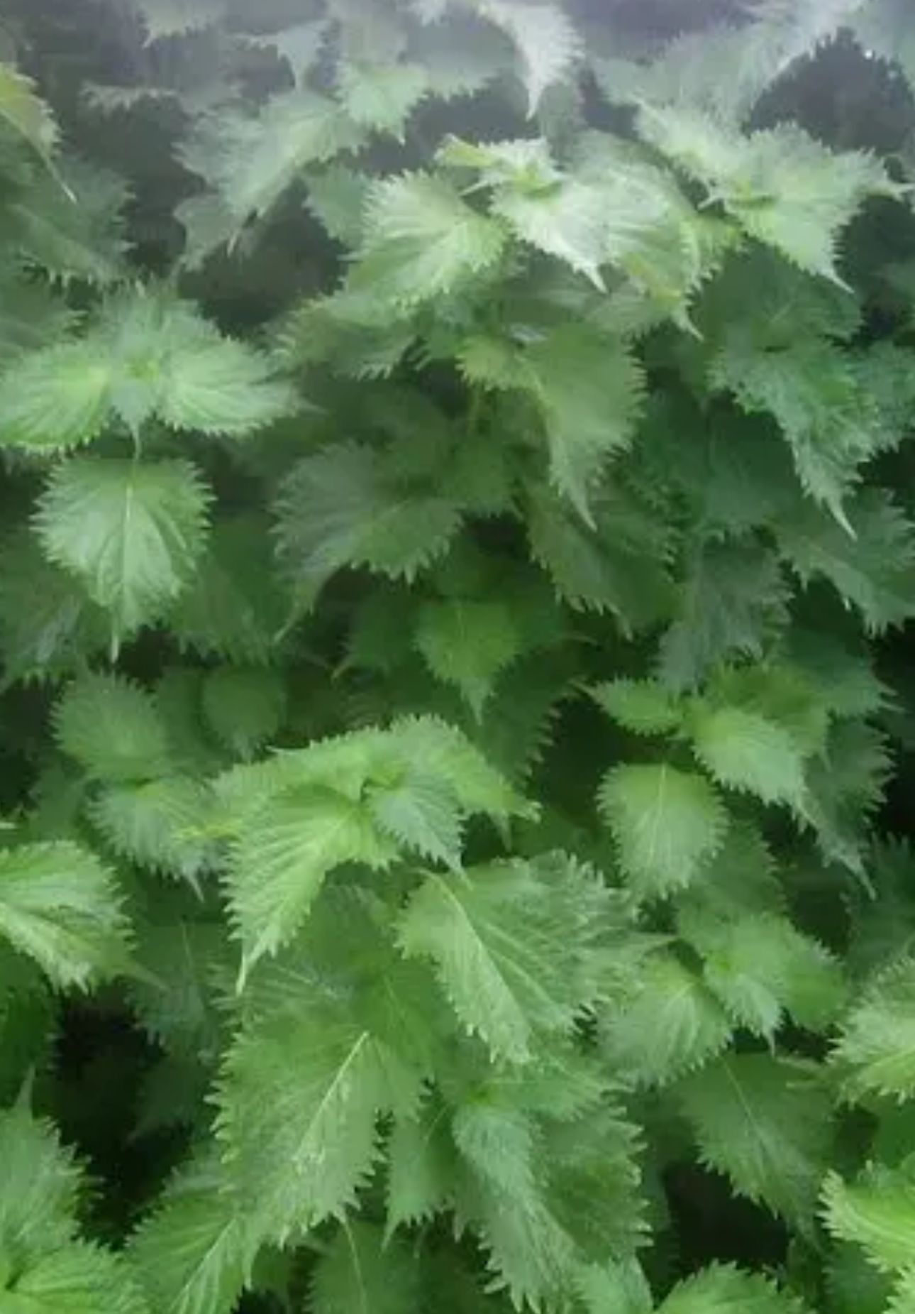 PERILLA frutescens