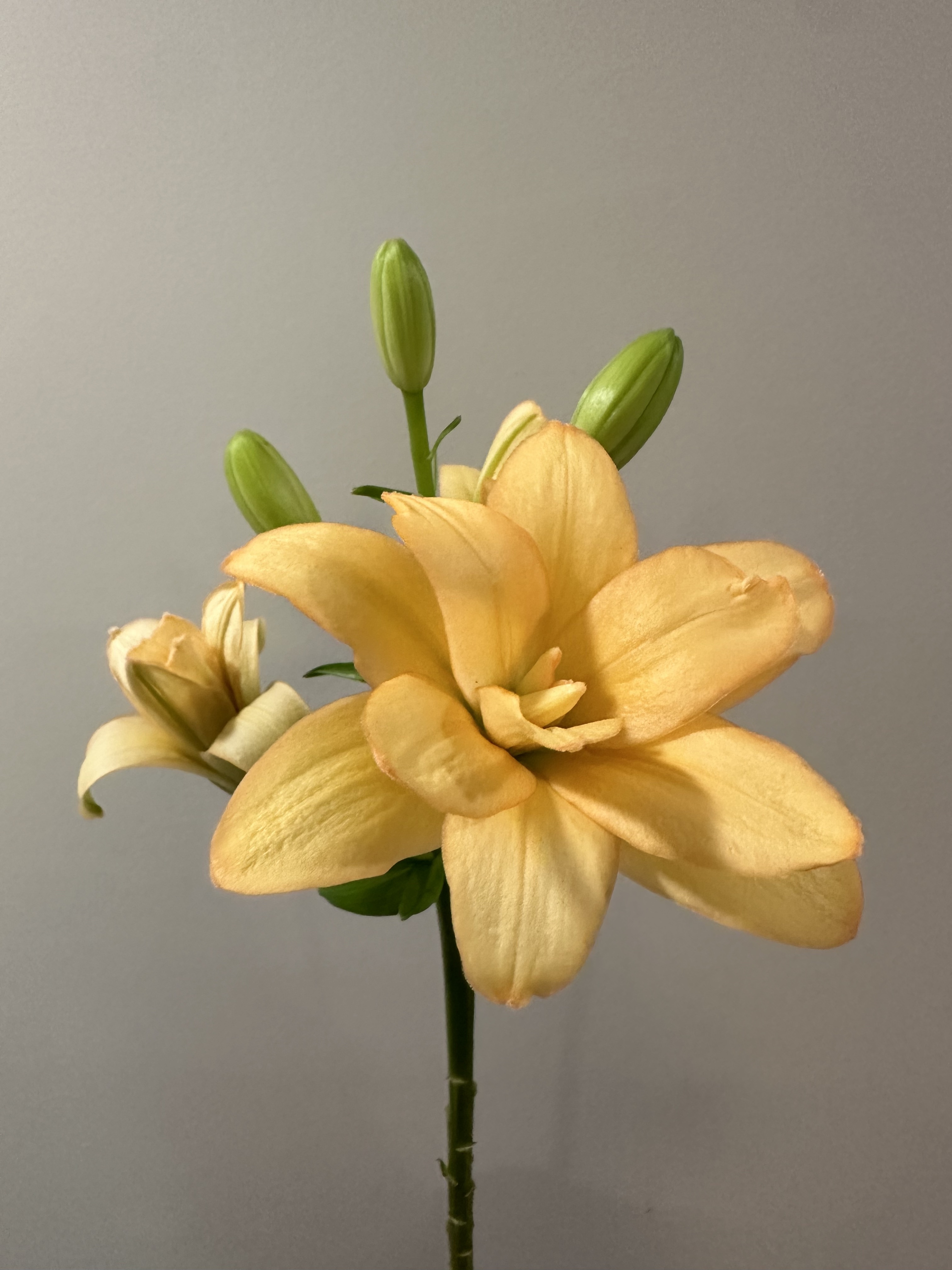 LILIUM longiflorum x asiatic Charming Beauty