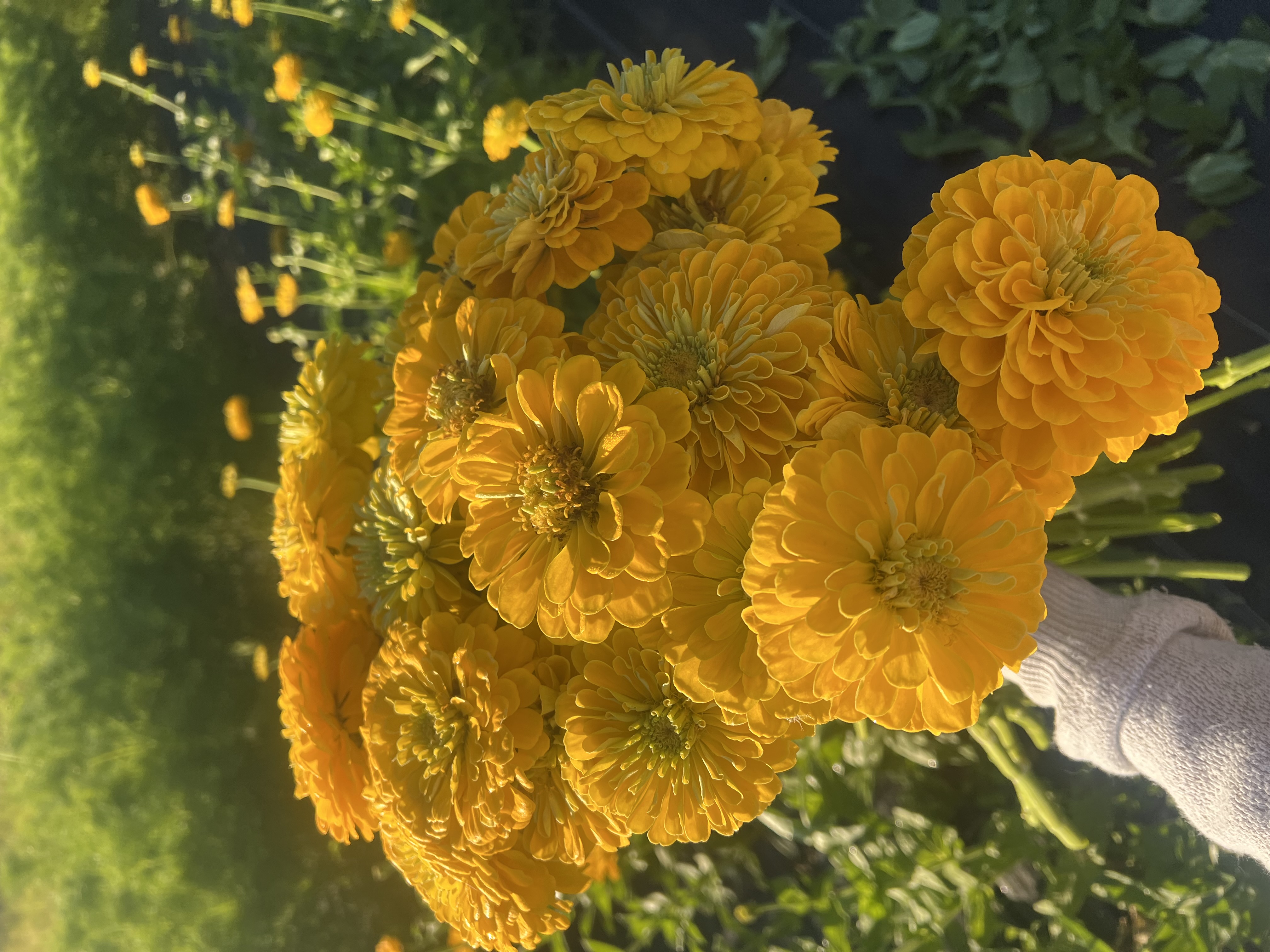 ZINNIA elegans Benary's Giant Golden Yellow