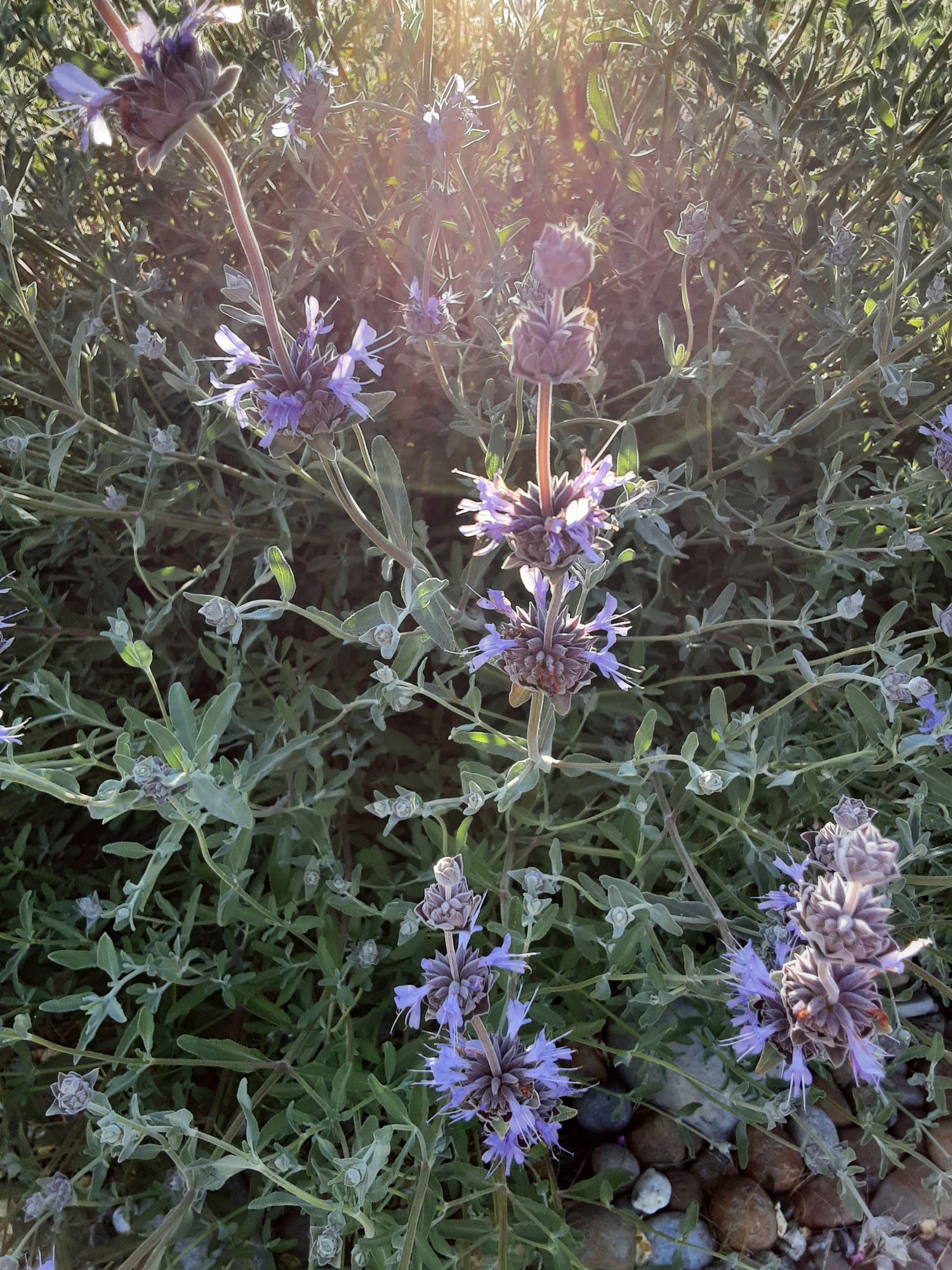 SALVIA leucophylla
