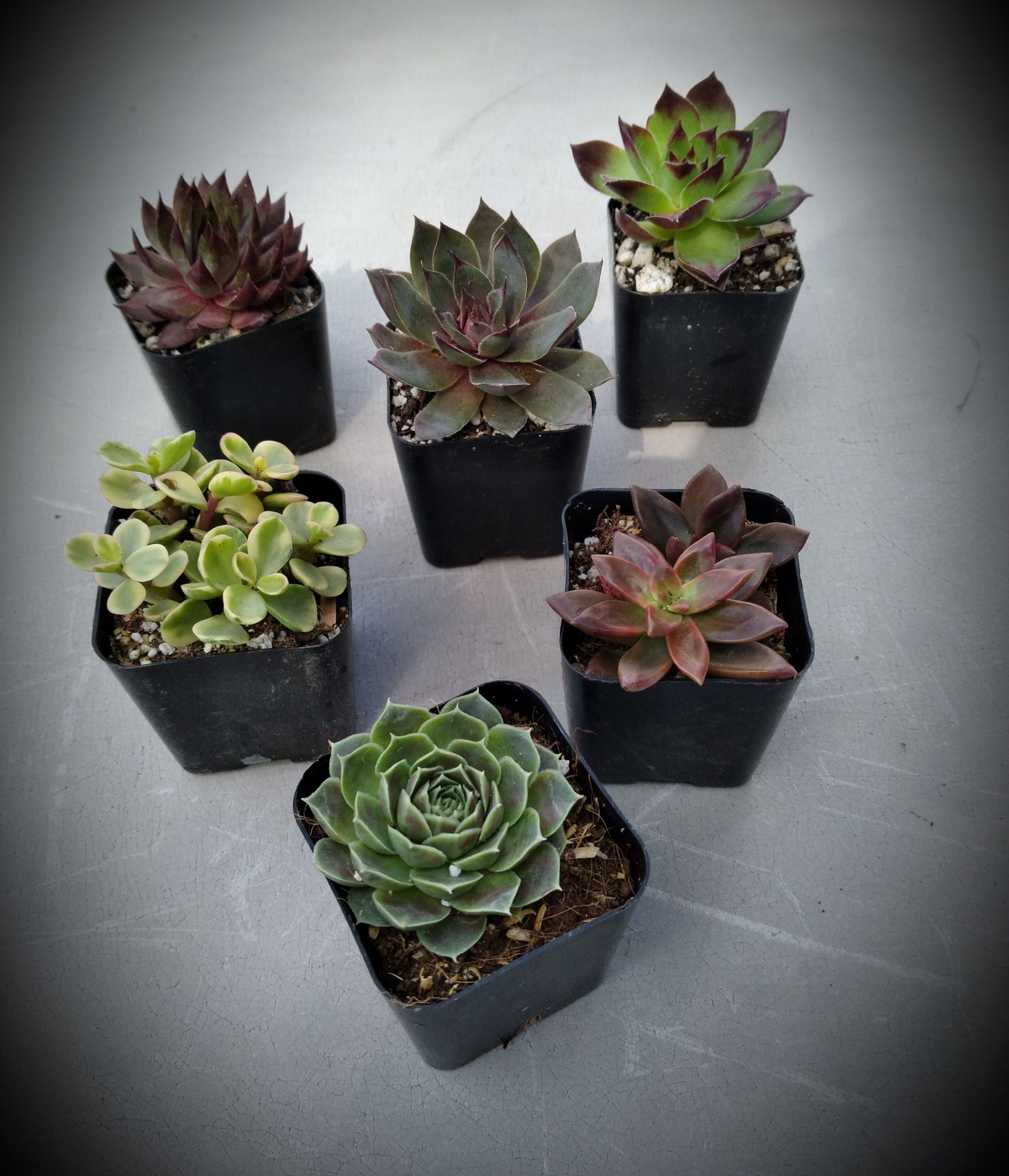 Assorted Succulents and Sedums 6 pack