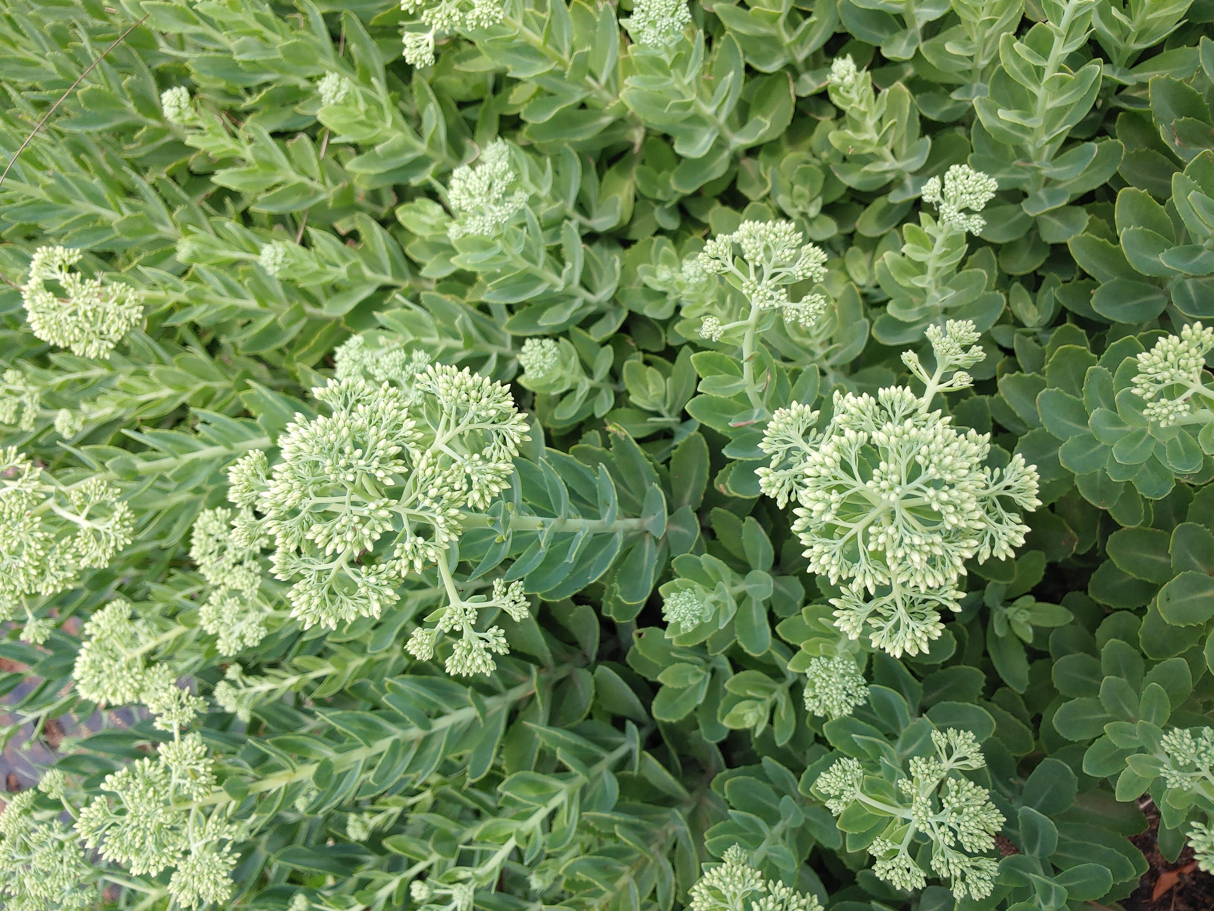 HYLOTELEPHIUM spectabile Autumn Fire