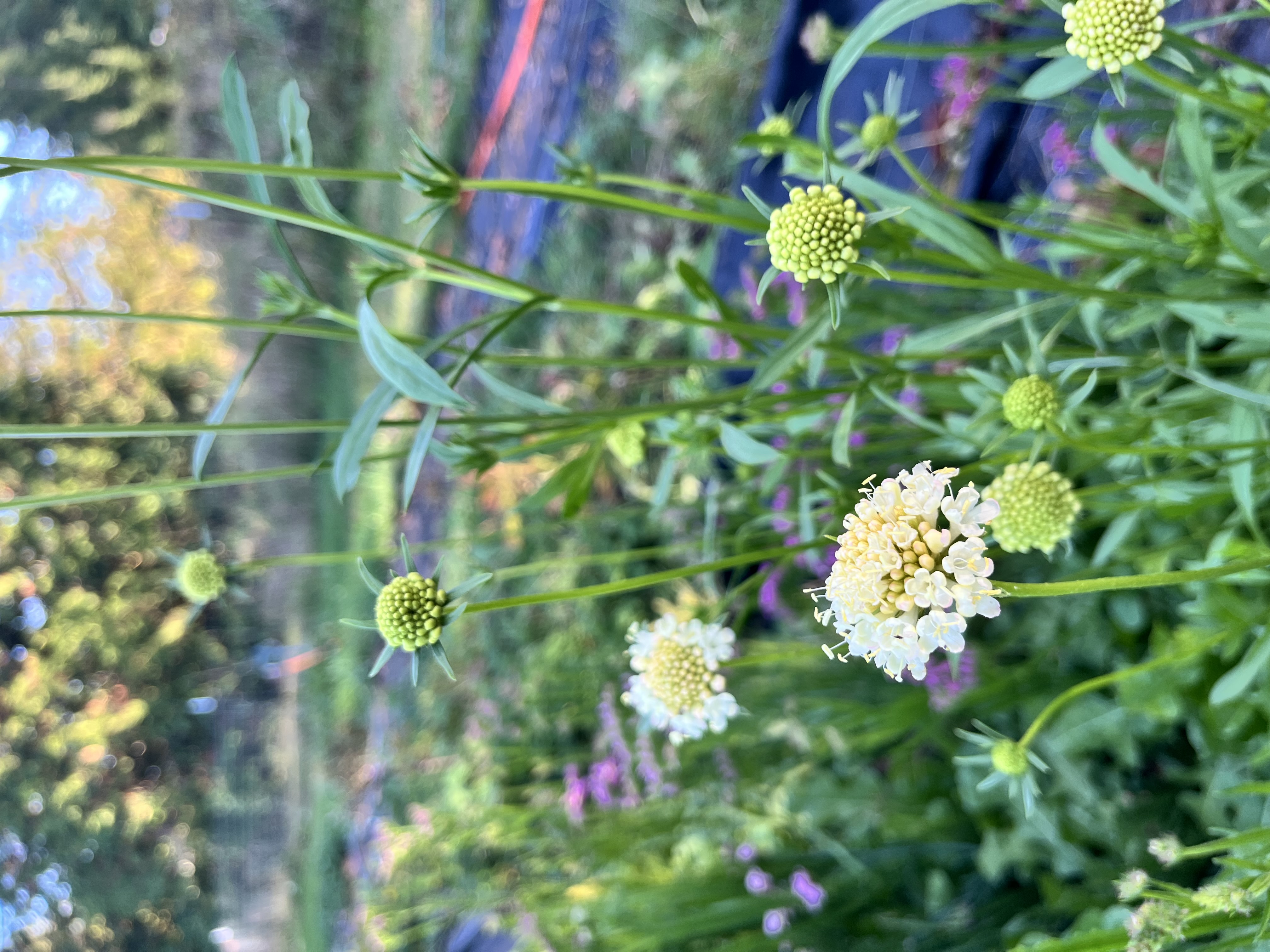 SCABIOSA atropurpurea Fata Morgana