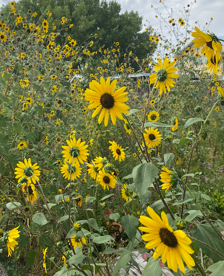 HELIANTHUS annuus
