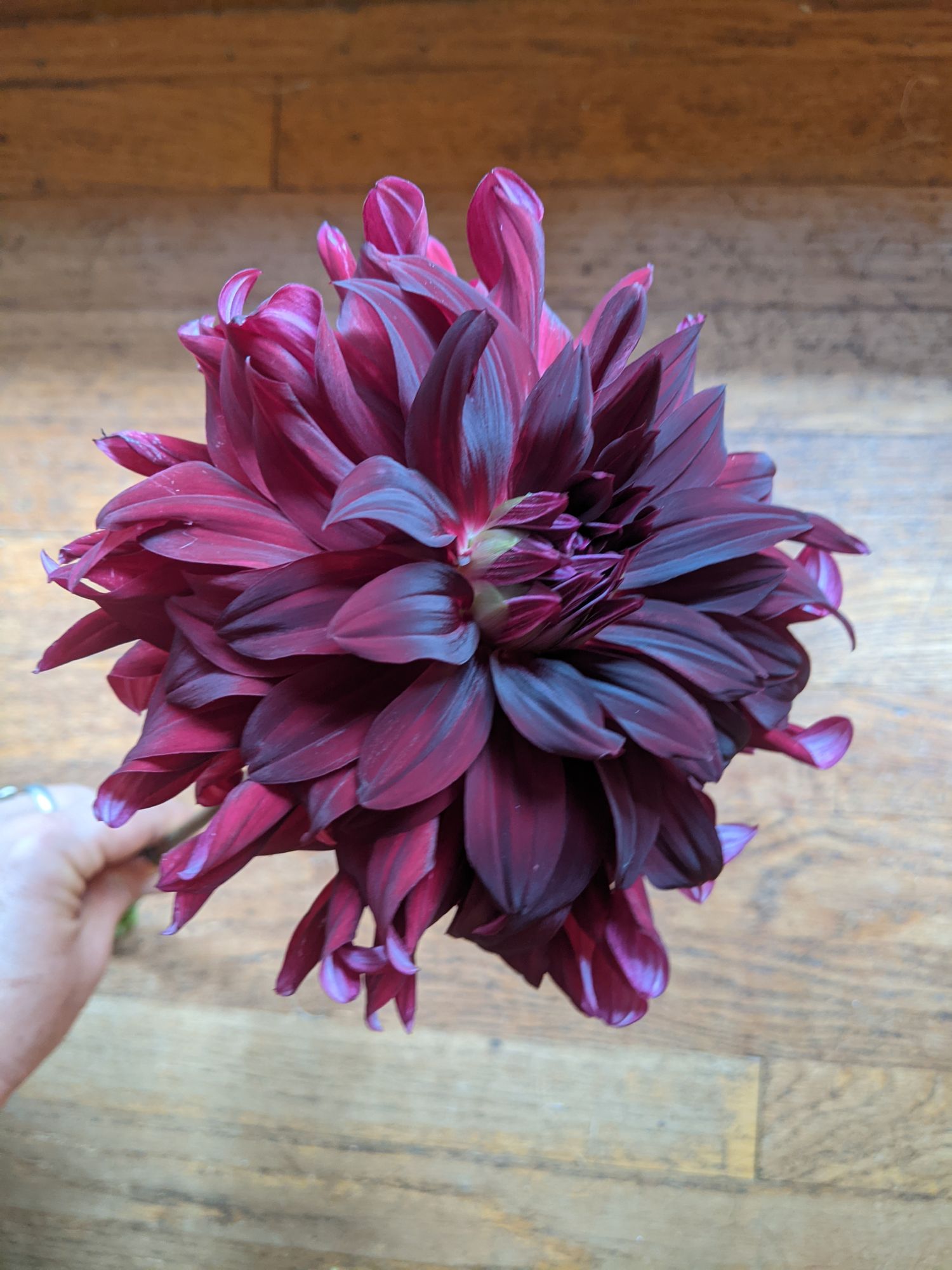 DAHLIA Decorative