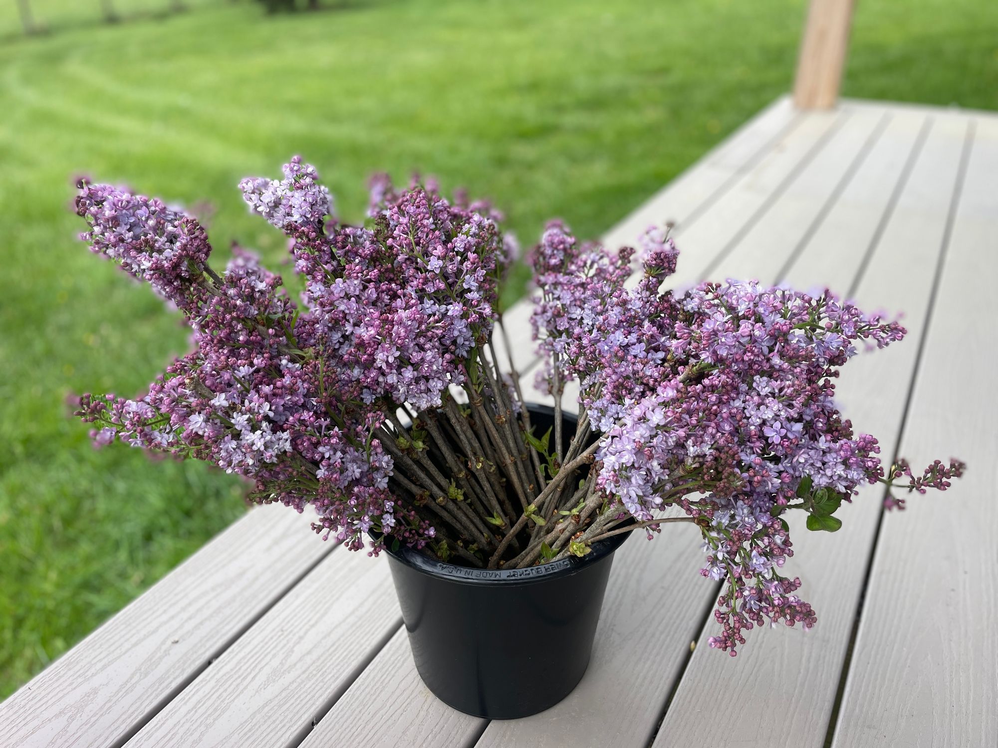 SYRINGA vulgaris