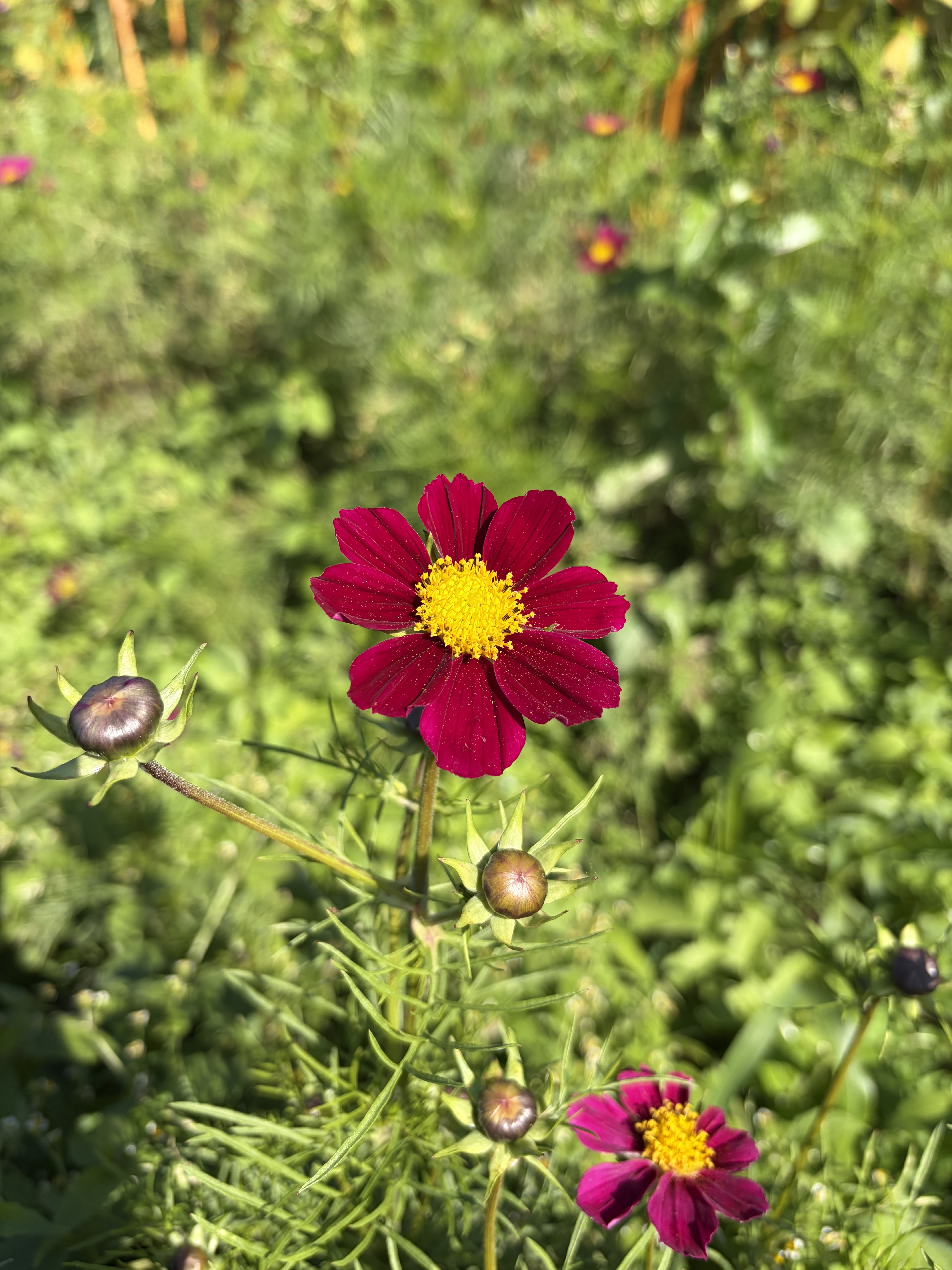COSMOS bipinnatus Versailles Red