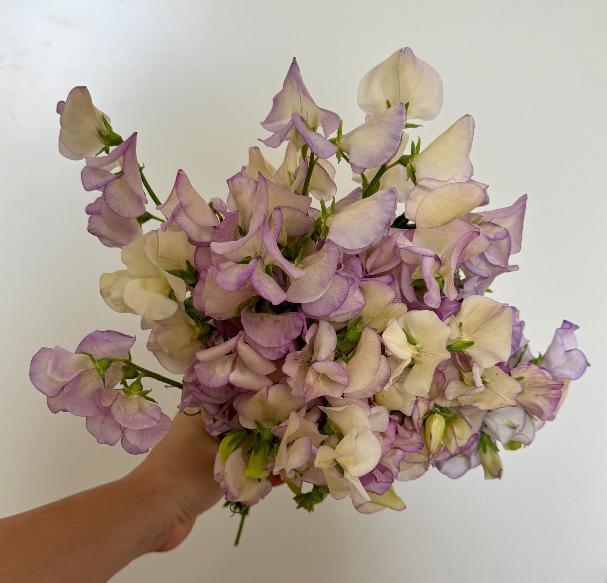 LATHYRUS odoratus April In Paris