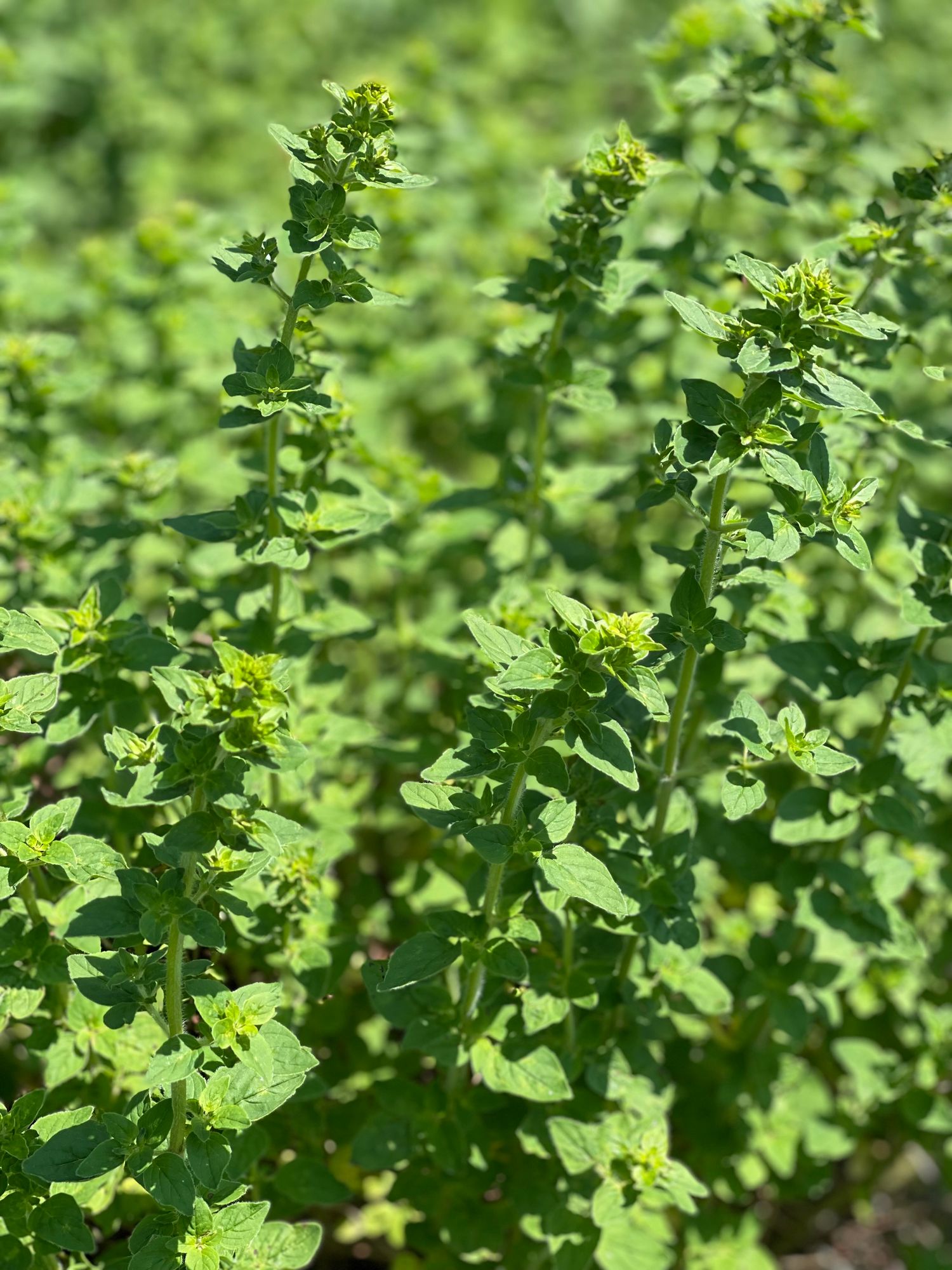 ORIGANUM majorana
