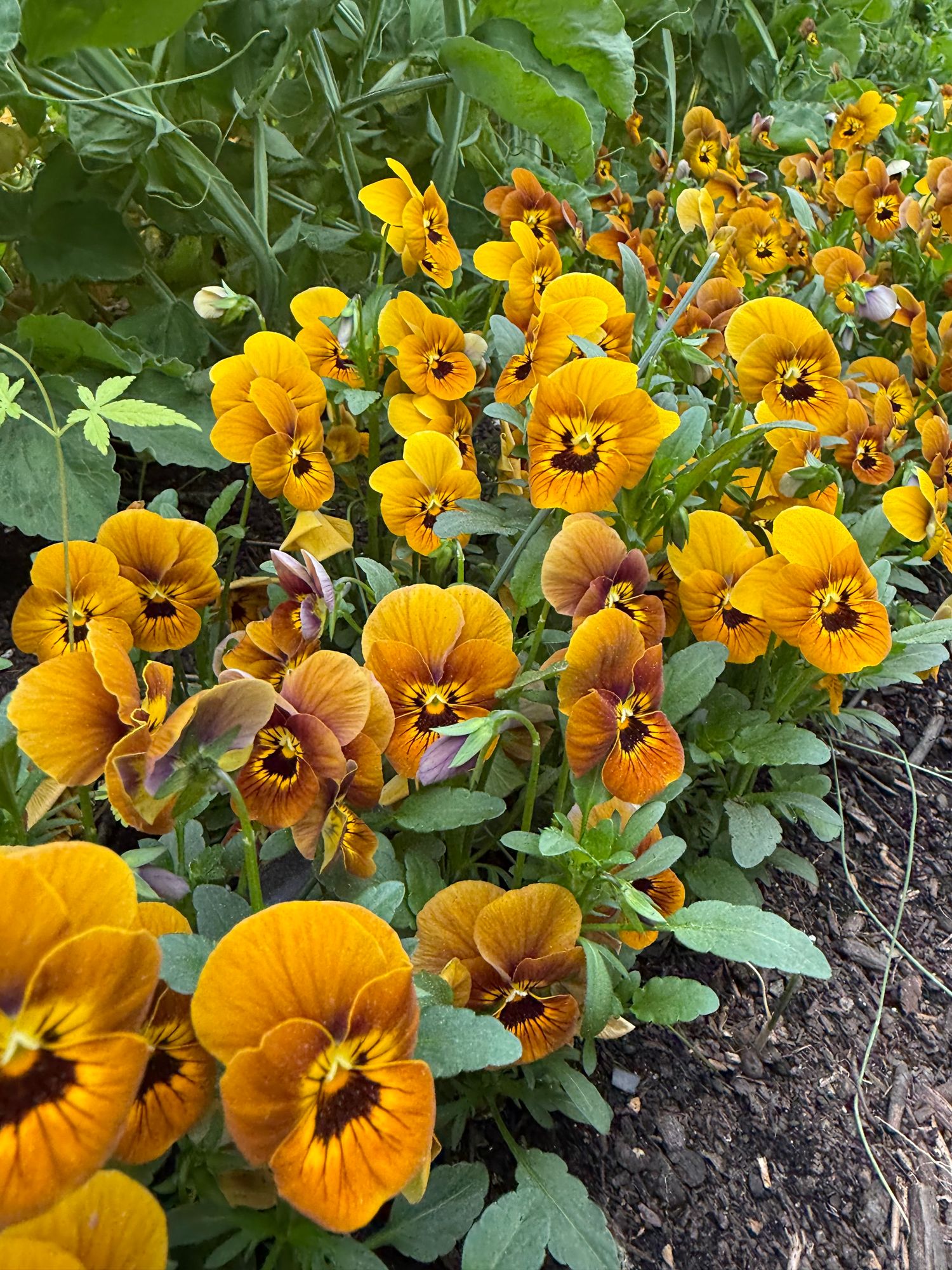 VIOLA