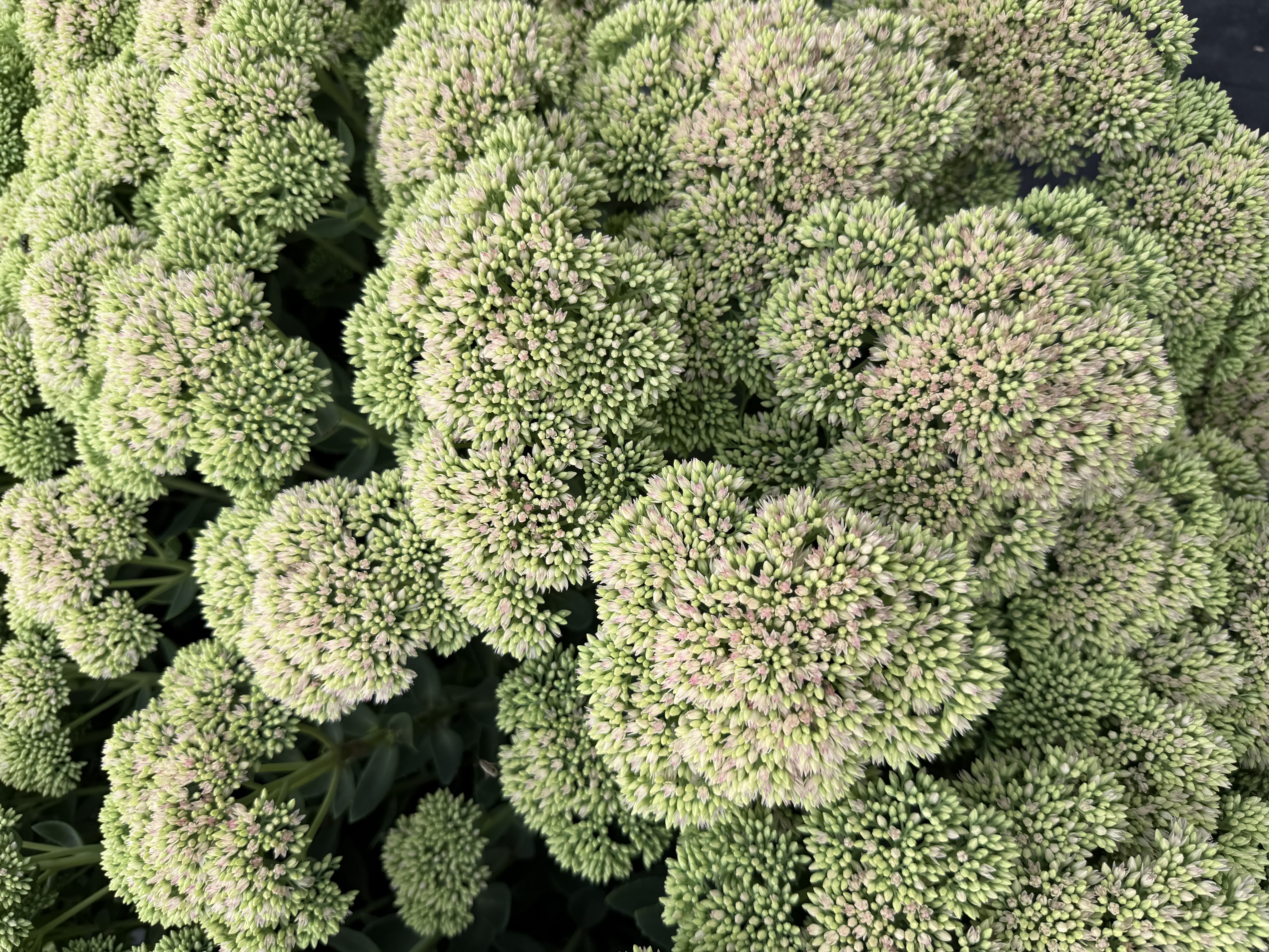 HYLOTELEPHIUM spectabile Autumn Joy