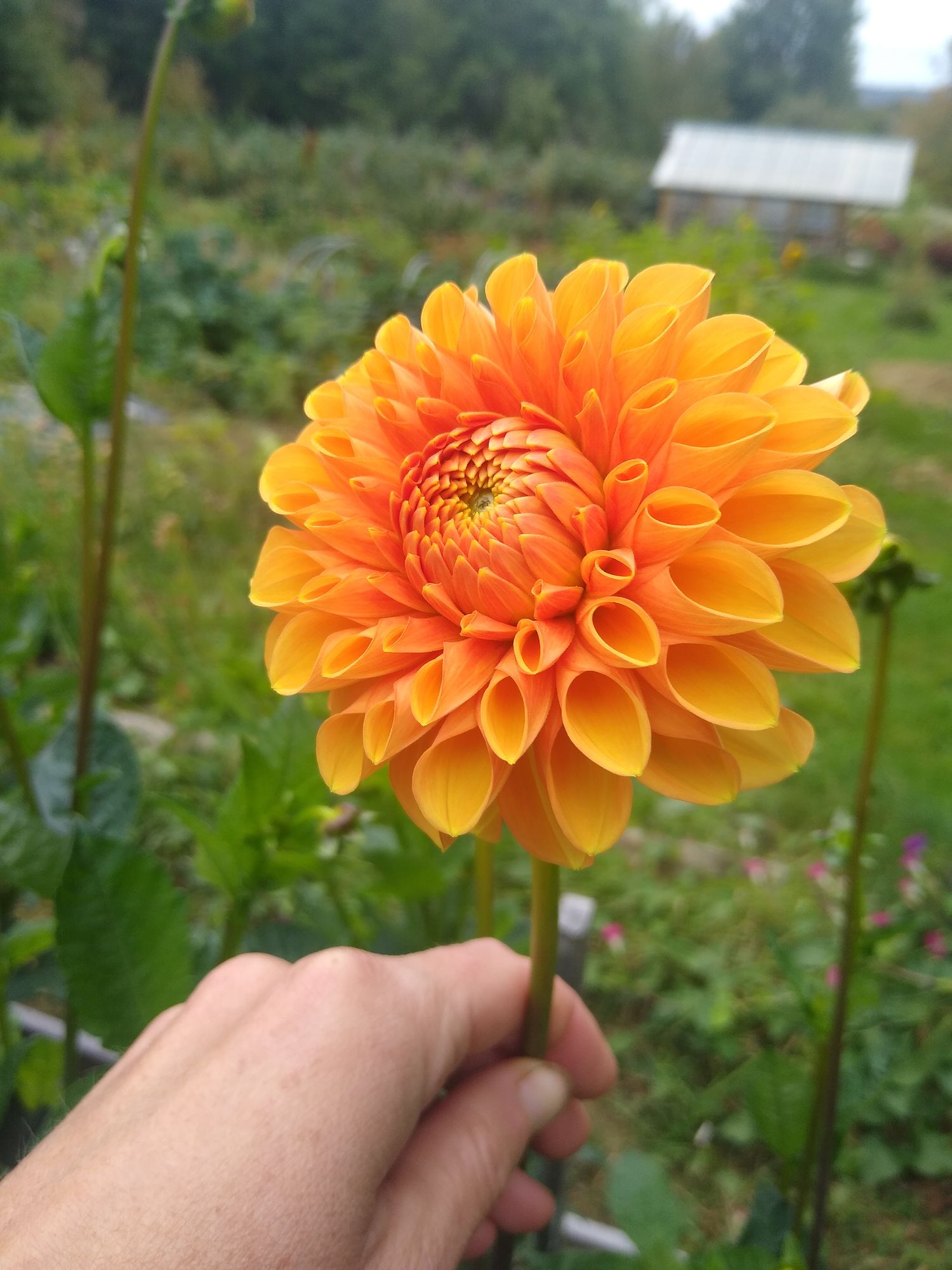DAHLIA Maarn