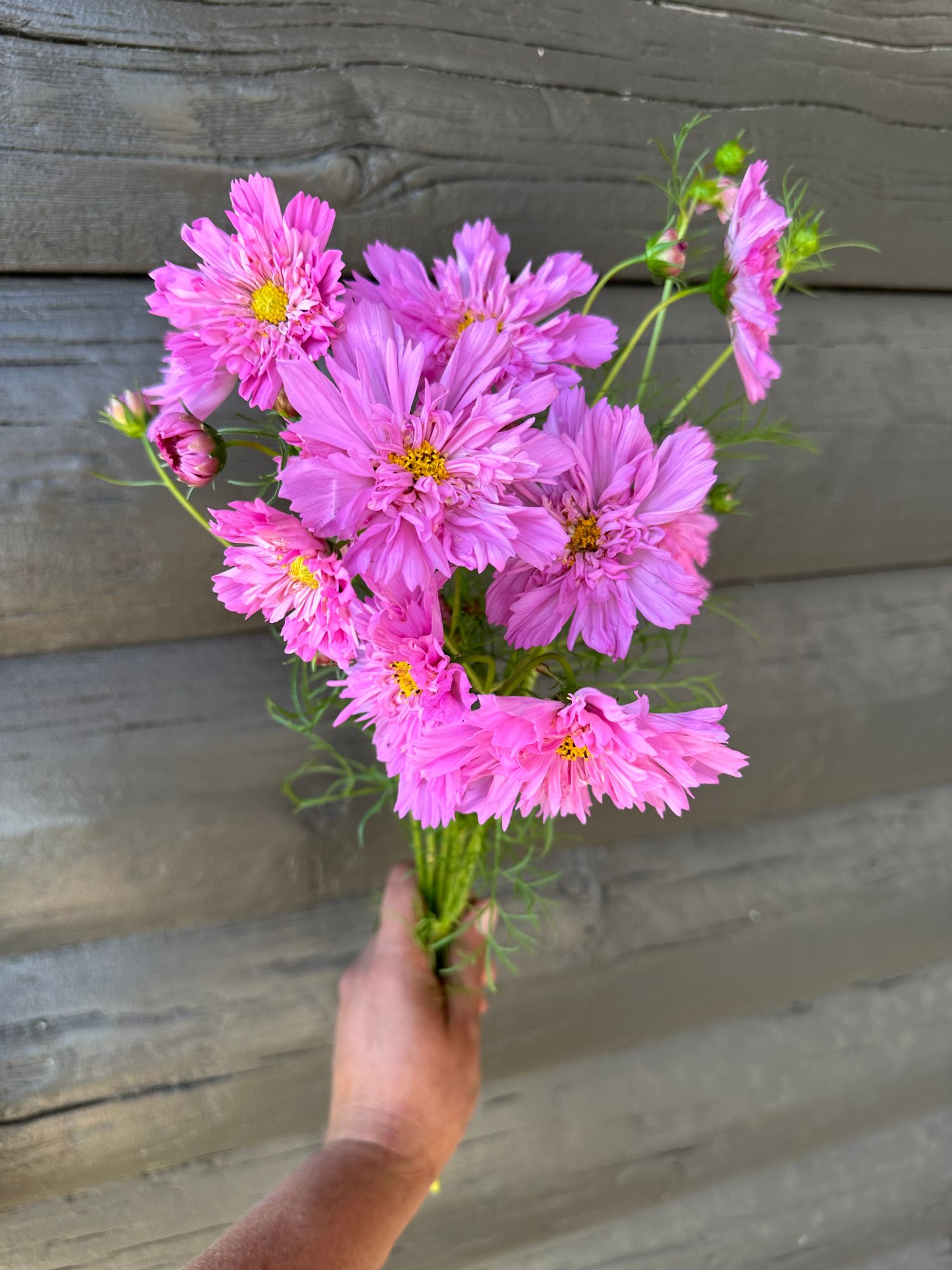 COSMOS bipinnatus Double Click Rose Bon Bon