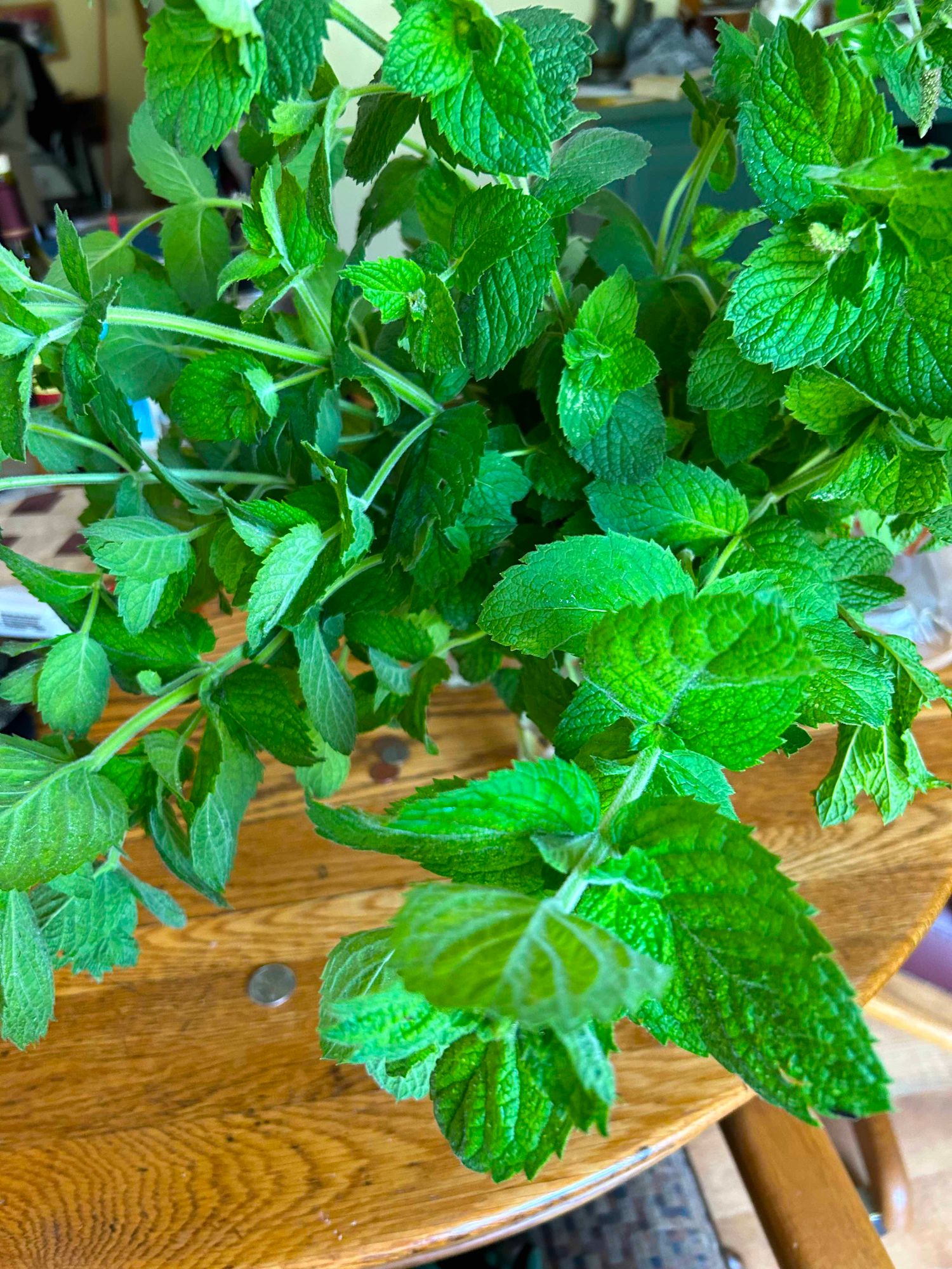 MENTHA suaveolens