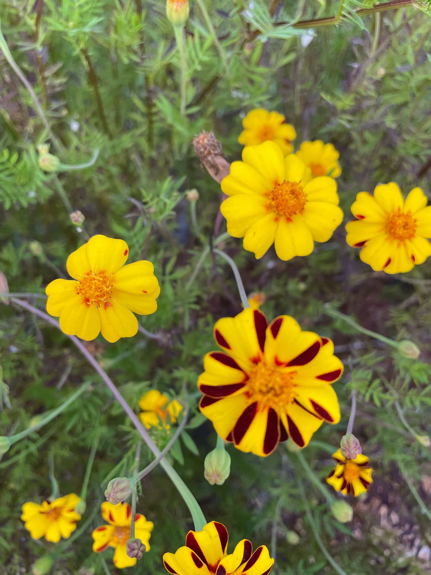 TAGETES patula