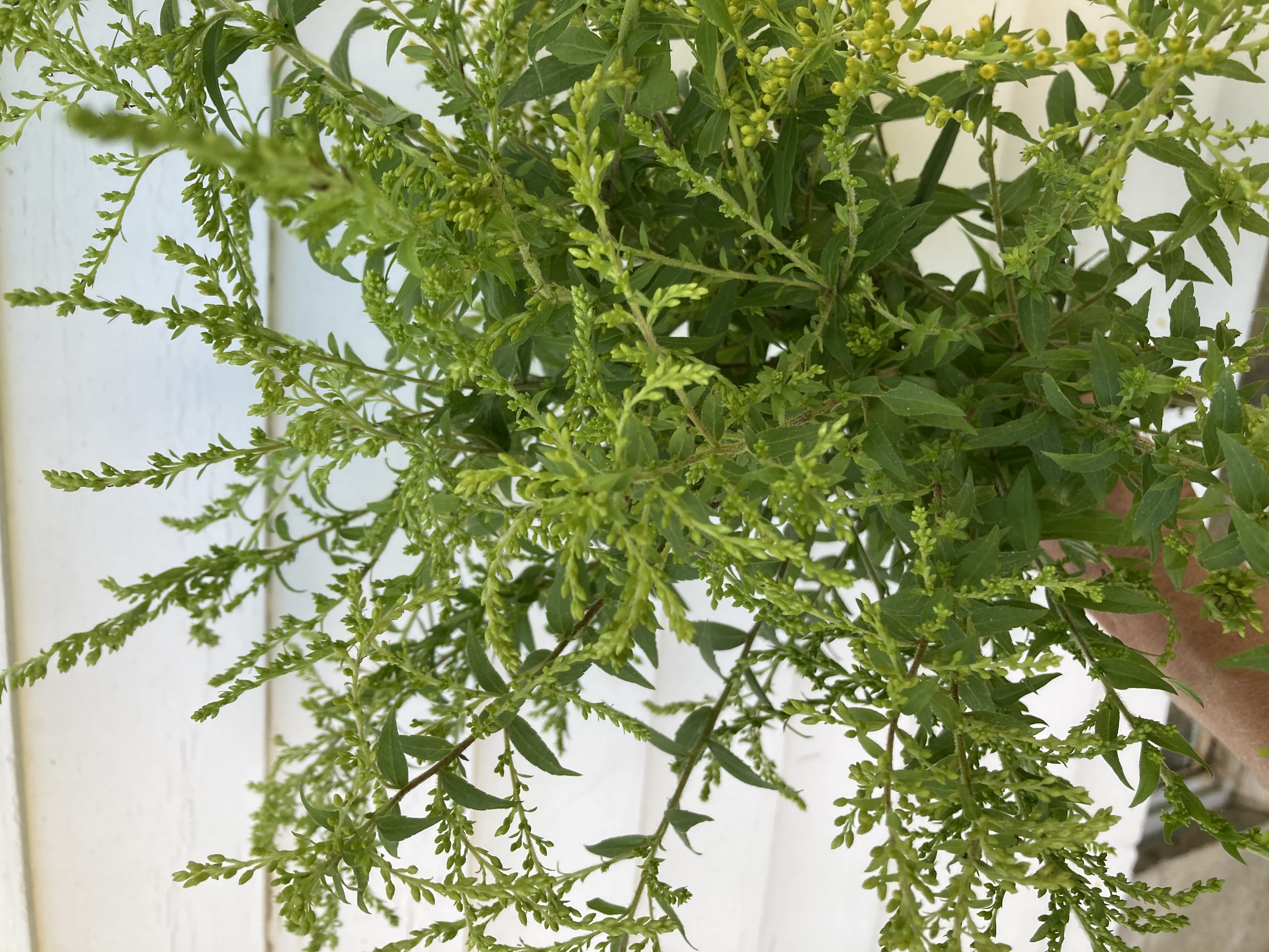SOLIDAGO