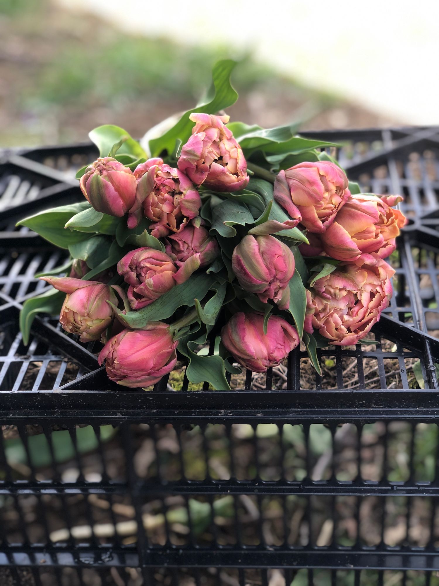 TULIPA Pink Star