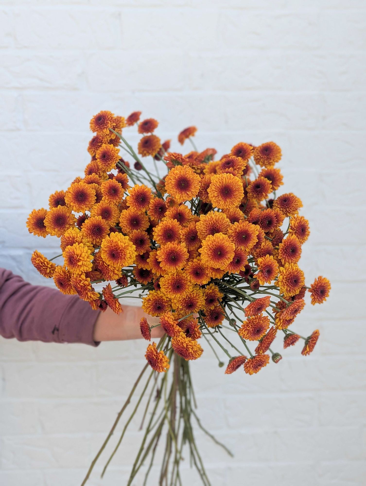 CHRYSANTHEMUM