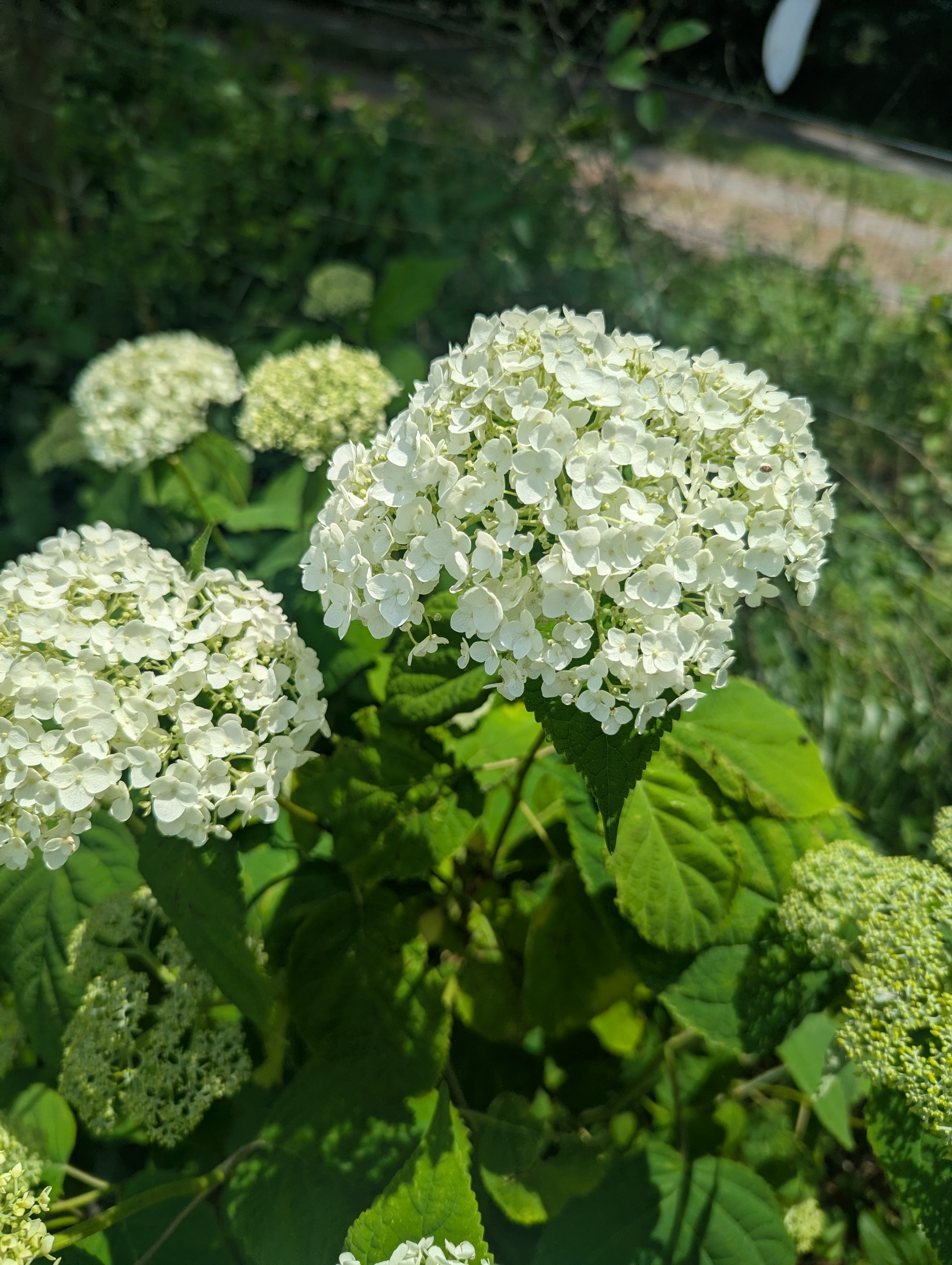 HYDRANGEA arborescens Incrediball