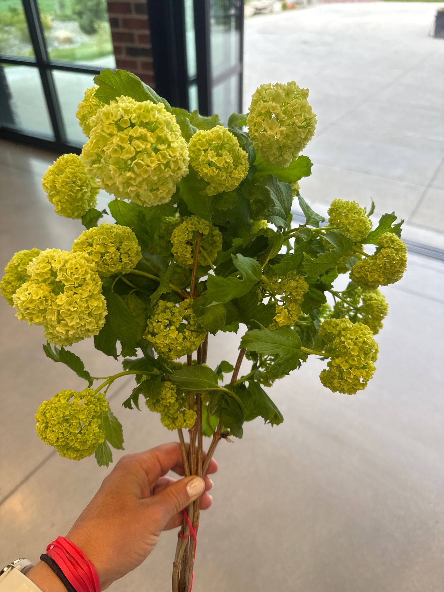 VIBURNUM opulus var. americanum