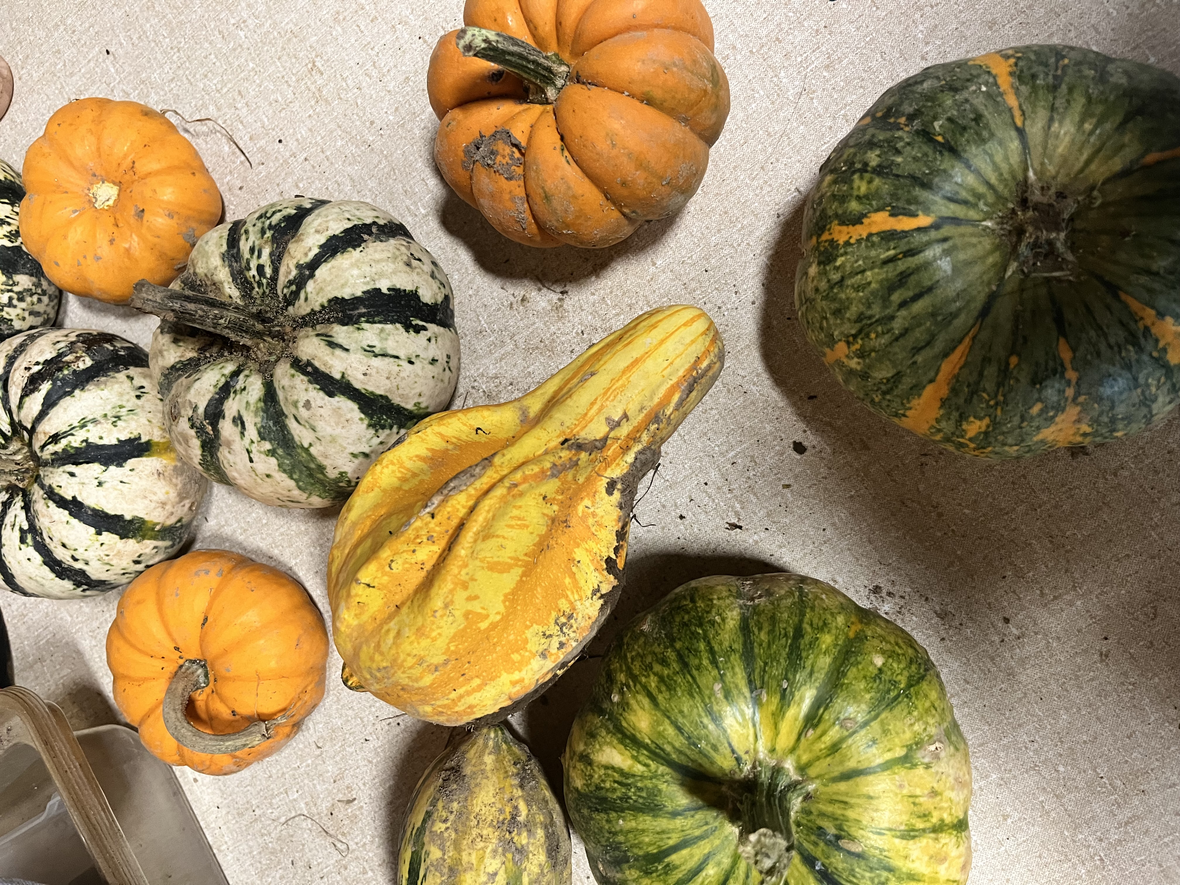 CUCURBITA