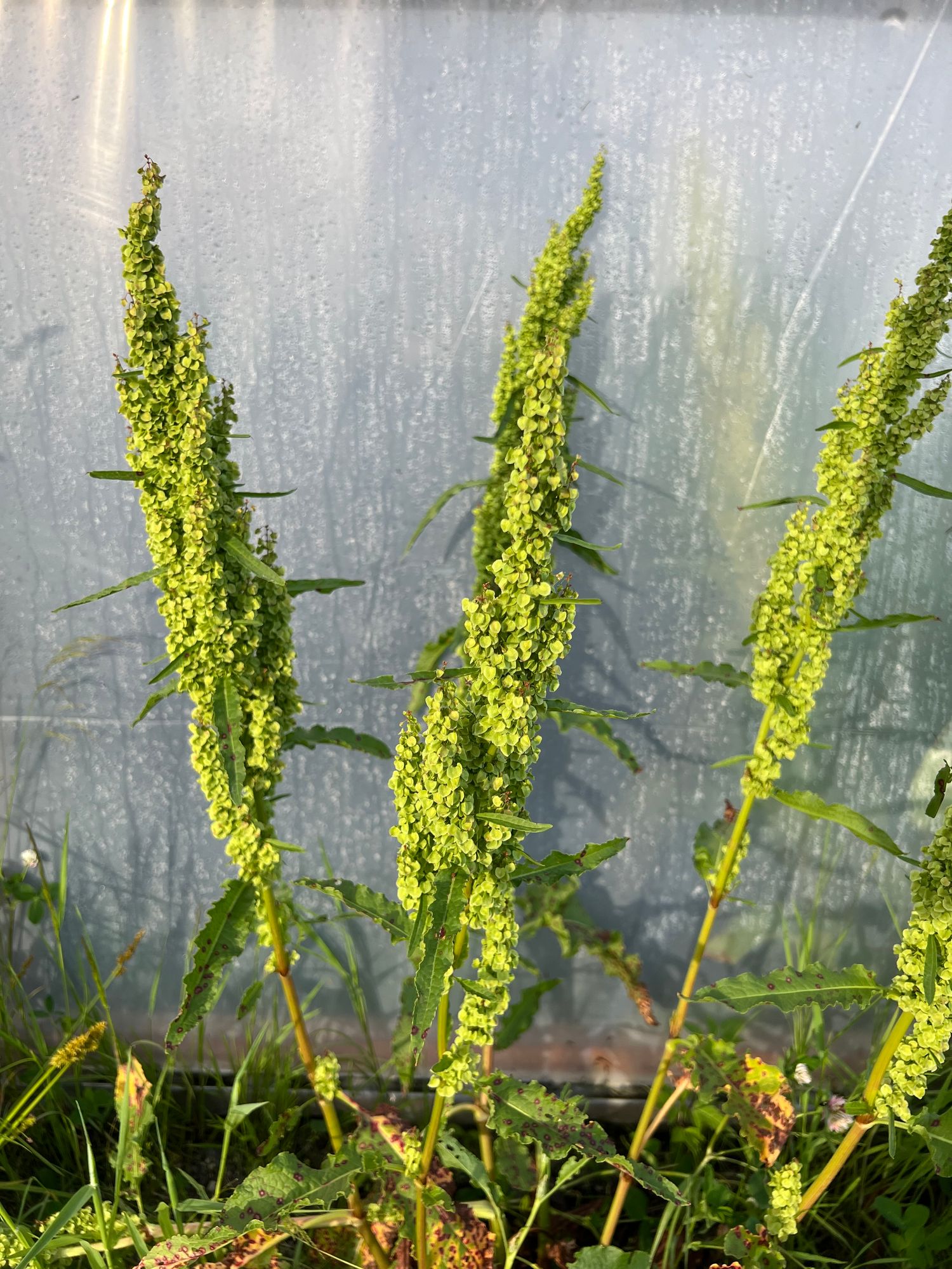 RUMEX occidentalis