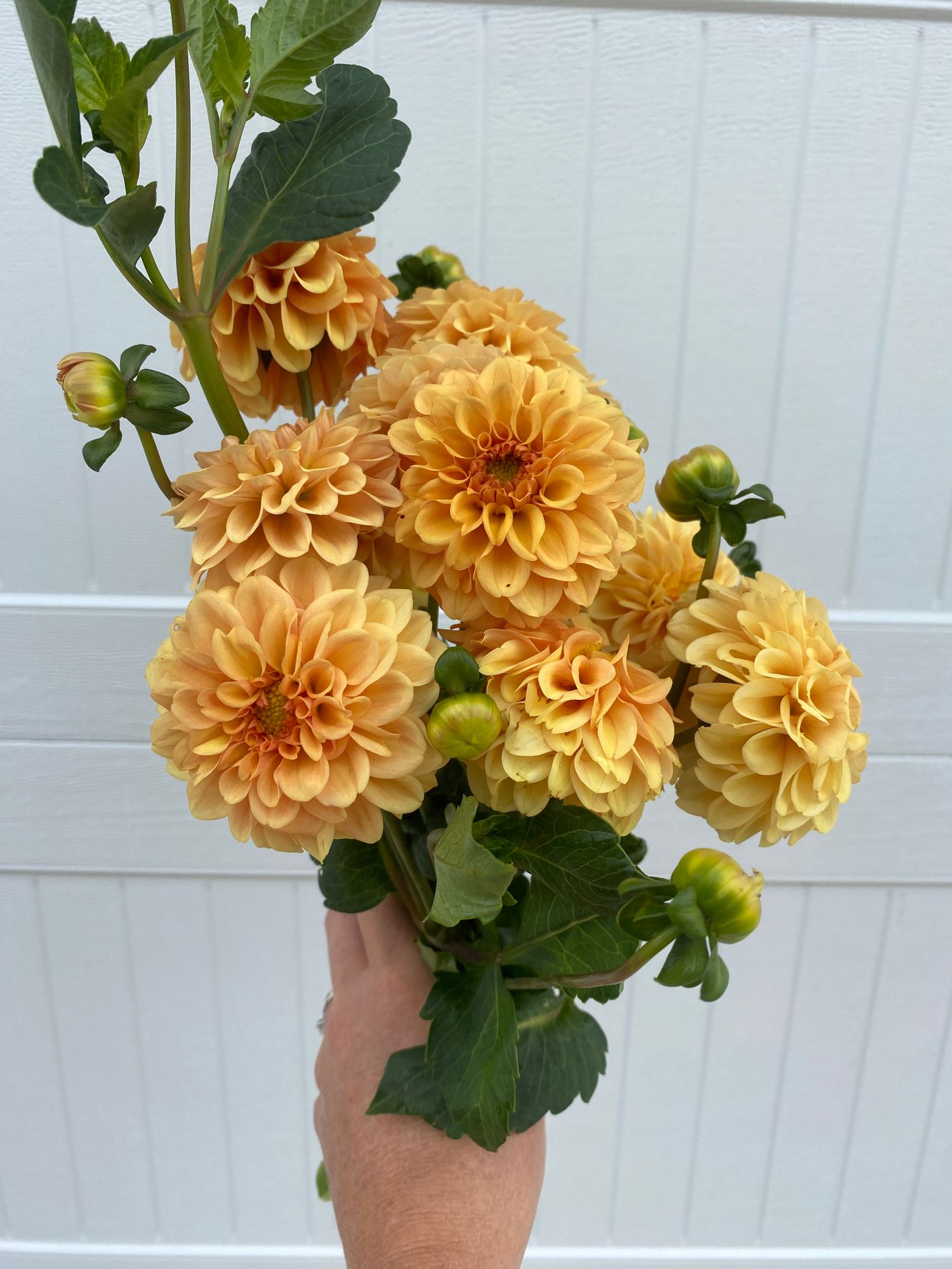 DAHLIA