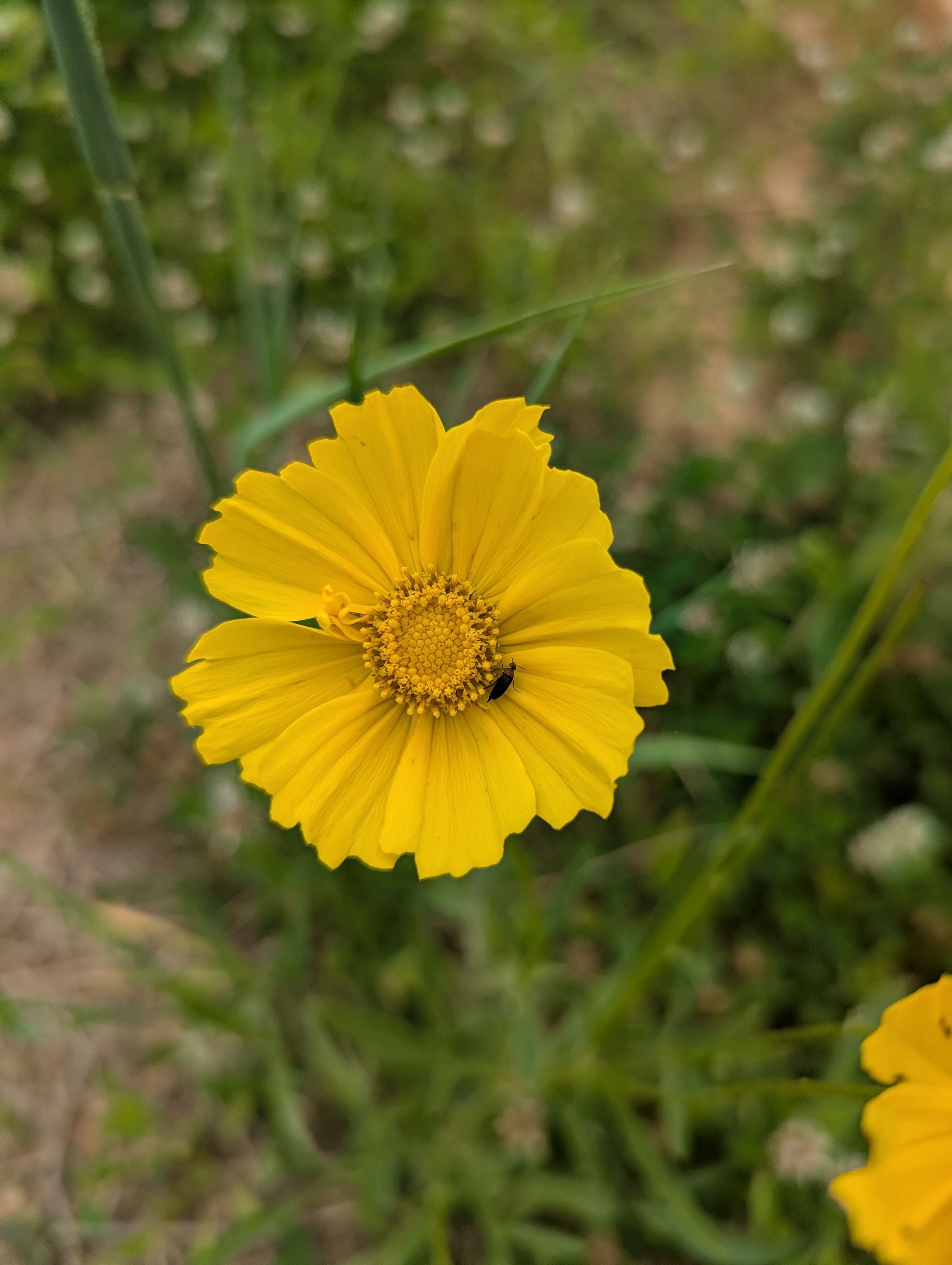 COREOPSIS