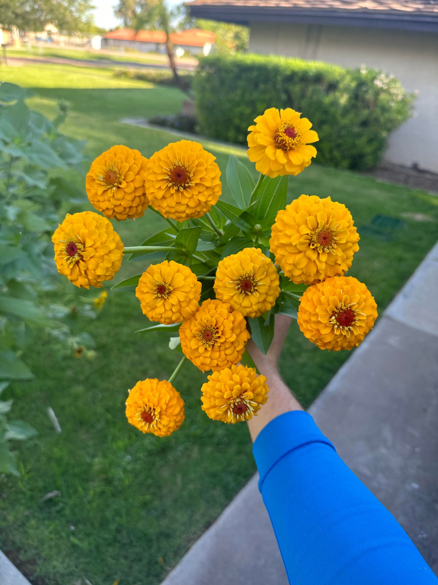ZINNIA elegans Oklahoma Series