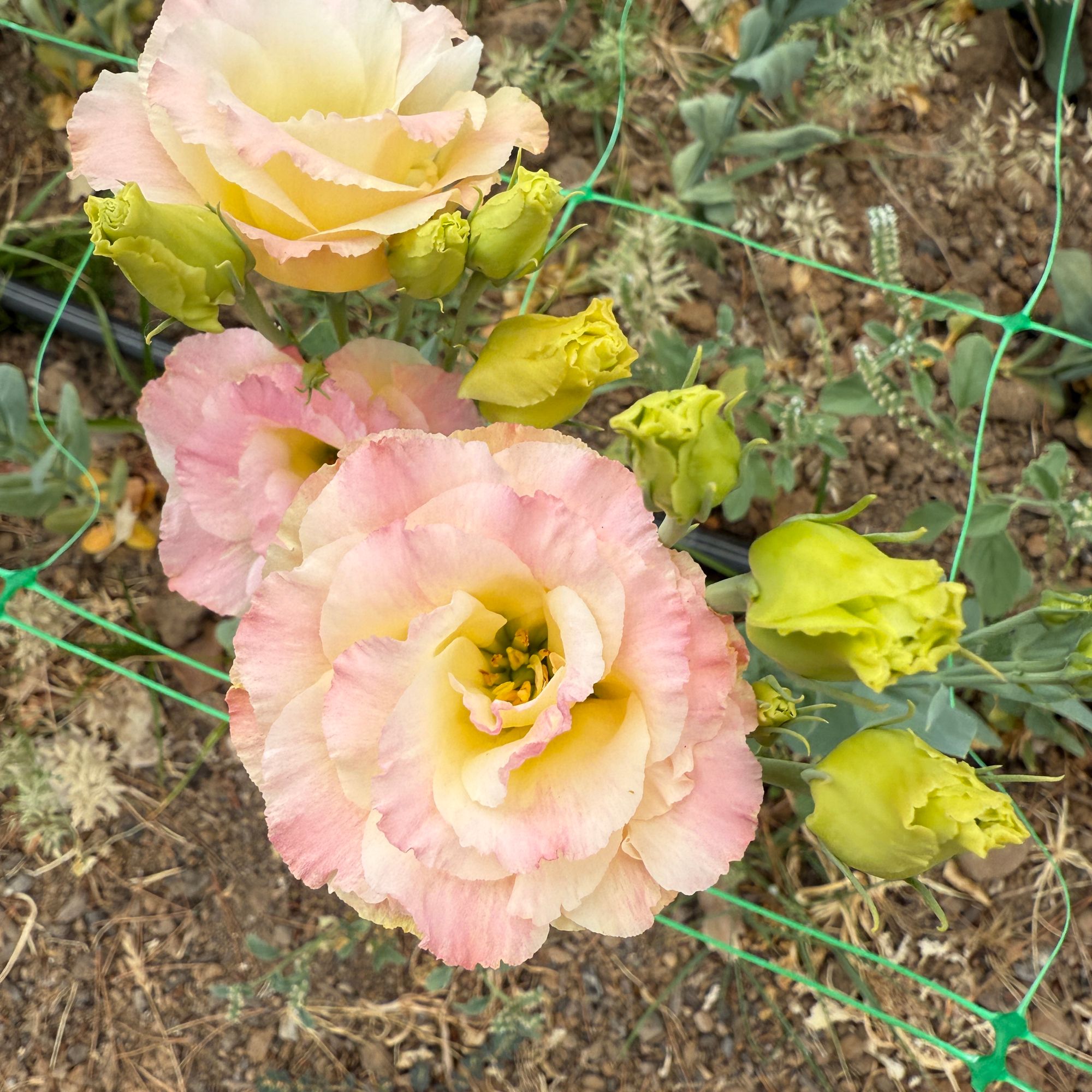 EUSTOMA grandiflorum Voyage Champagne