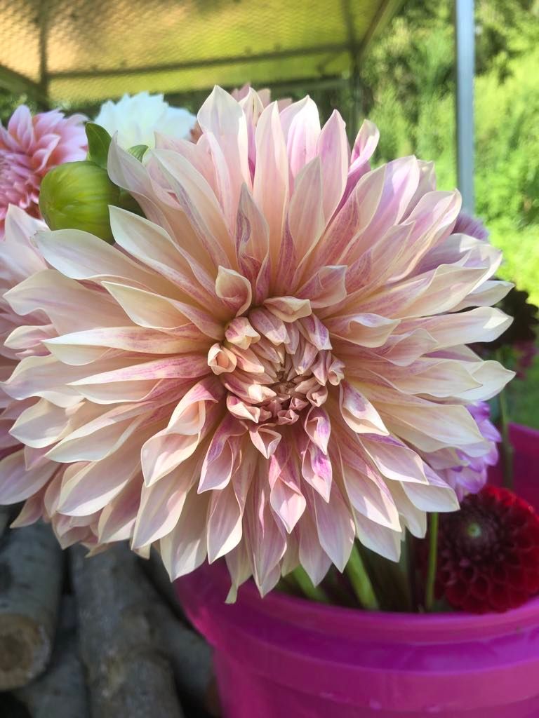 DAHLIA Cafe de Paris