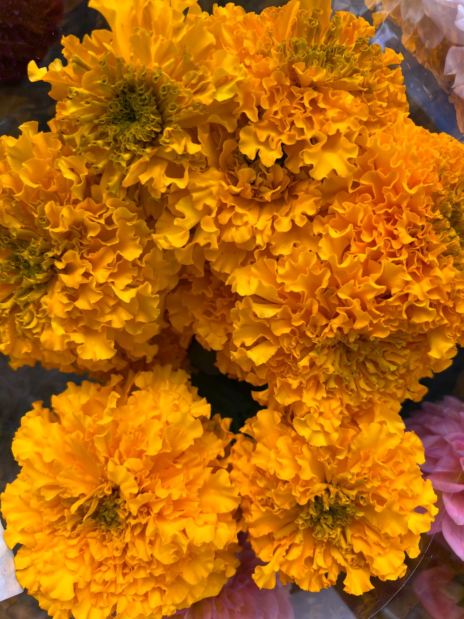 TAGETES tenuifolia