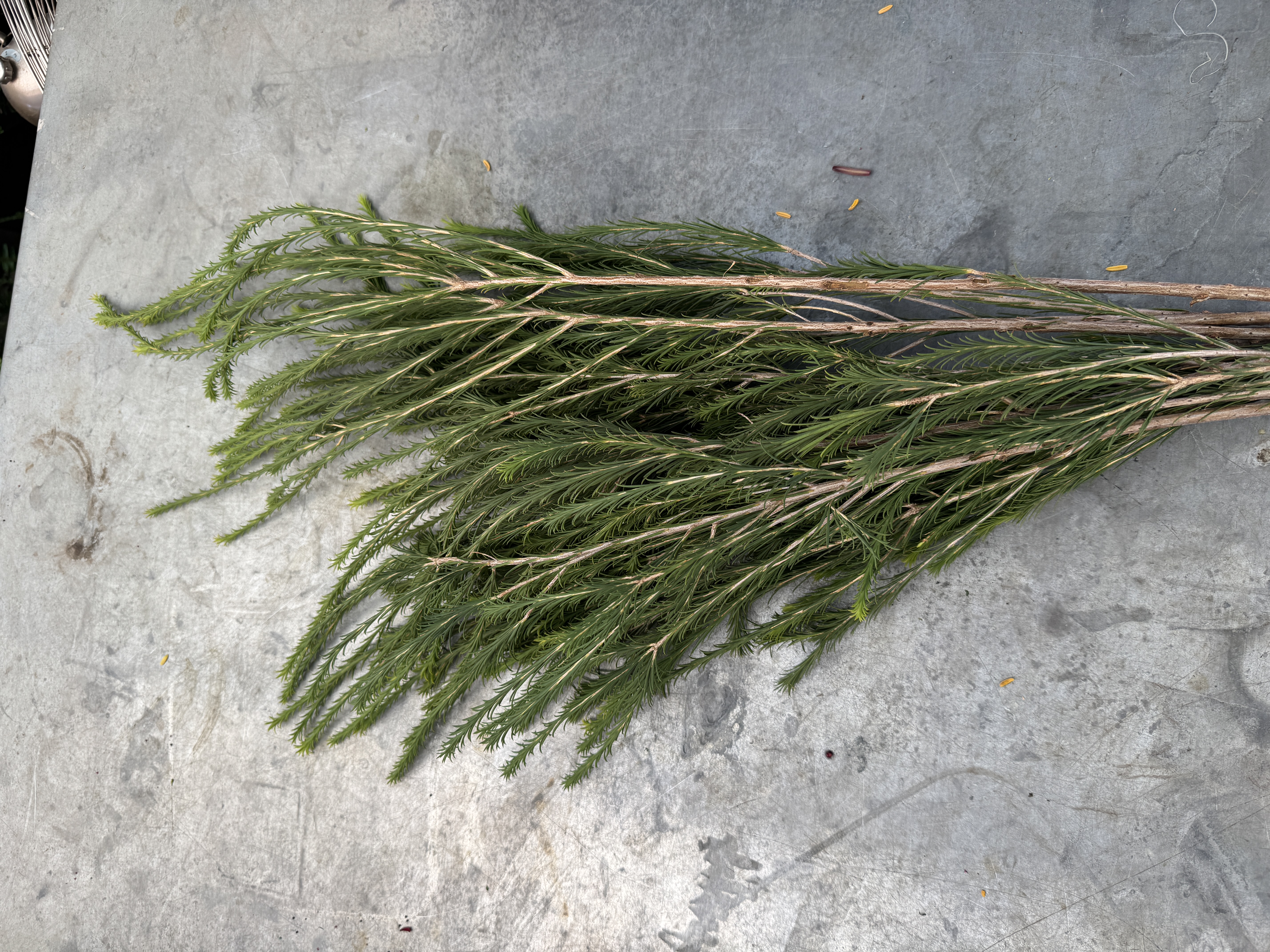 MELALEUCA armillaris