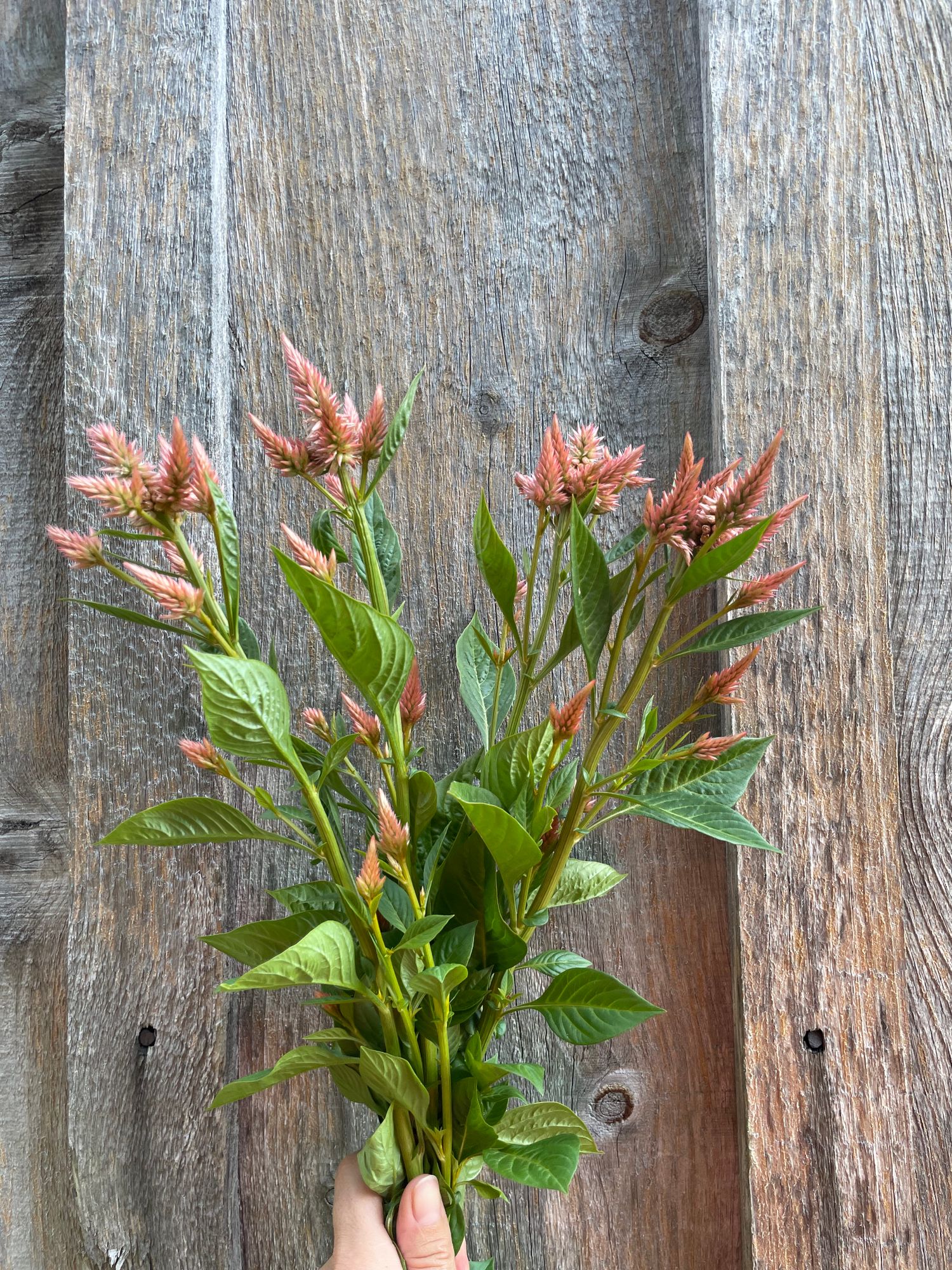 CELOSIA argentea spicata Celway Salmon