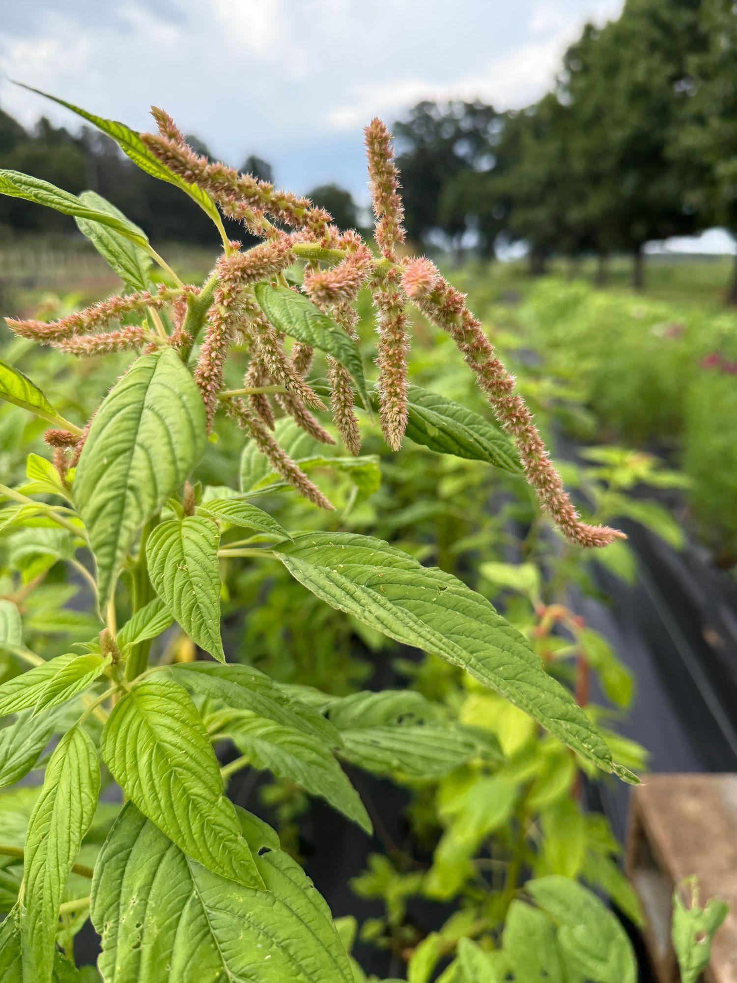 AMARANTHUS caudatus Coral Fountains