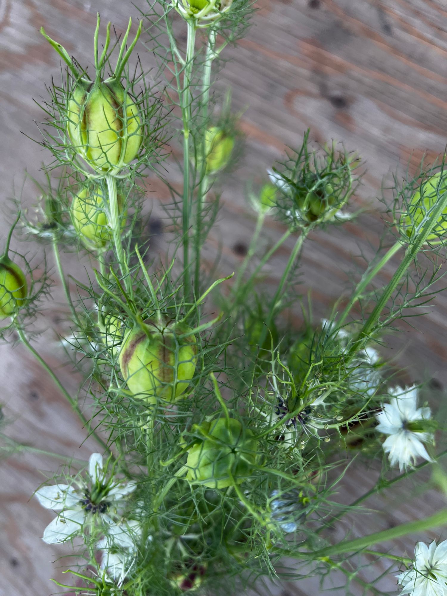 NIGELLA