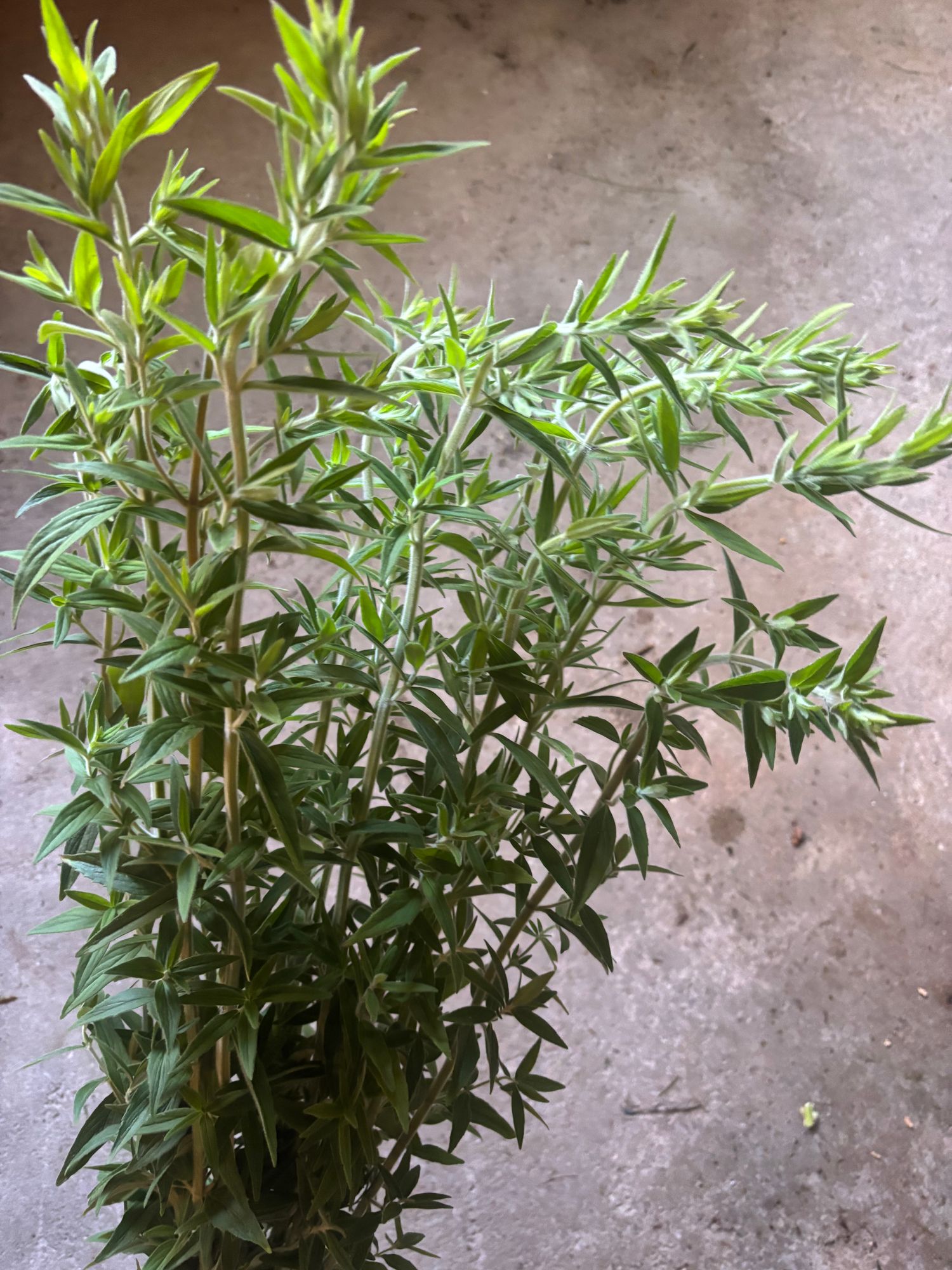 PYCNANTHEMUM muticum