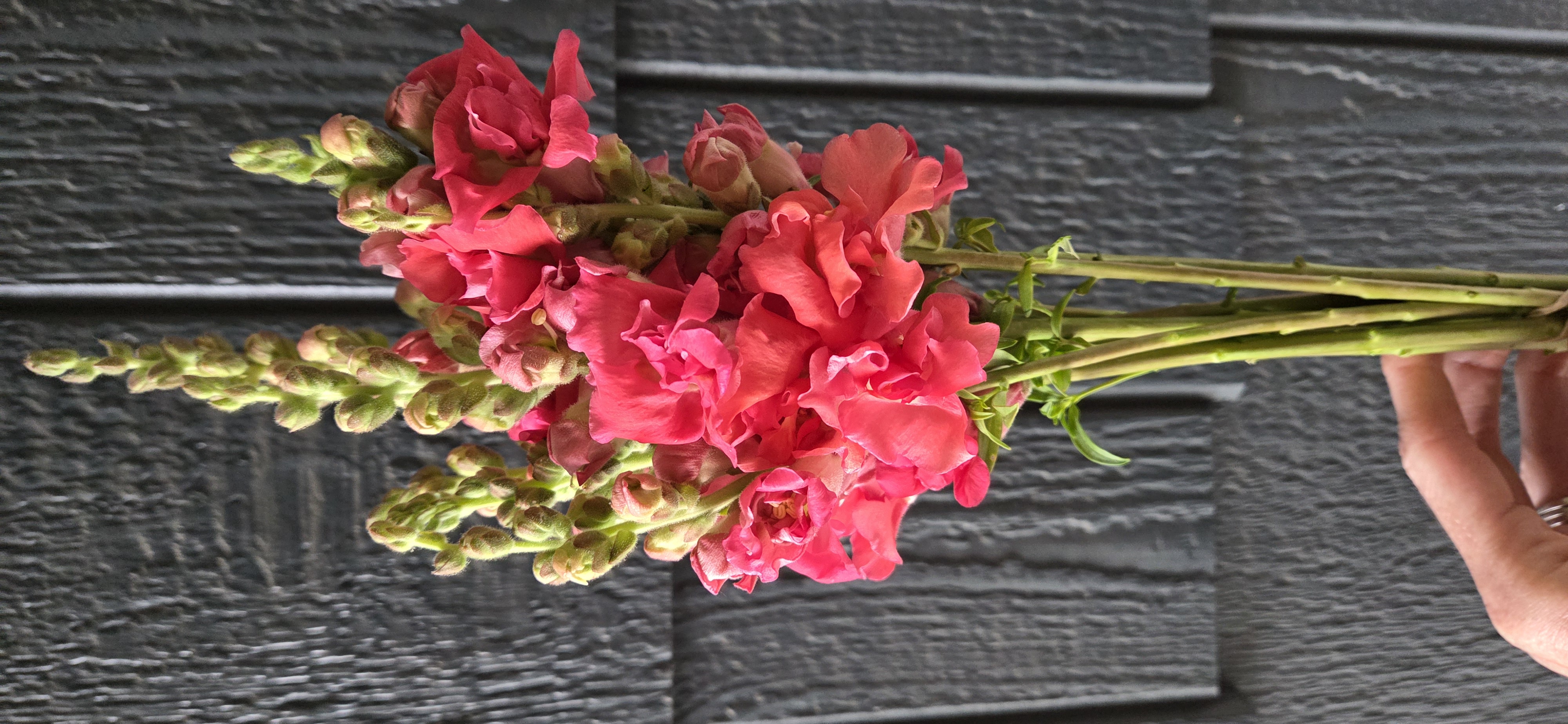 ANTIRRHINUM majus Madame Butterfly Cherry Bronze