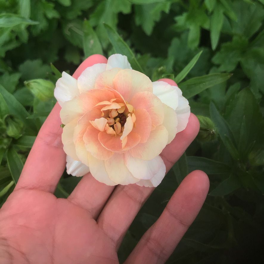 RANUNCULUS Butterfly Ariadne