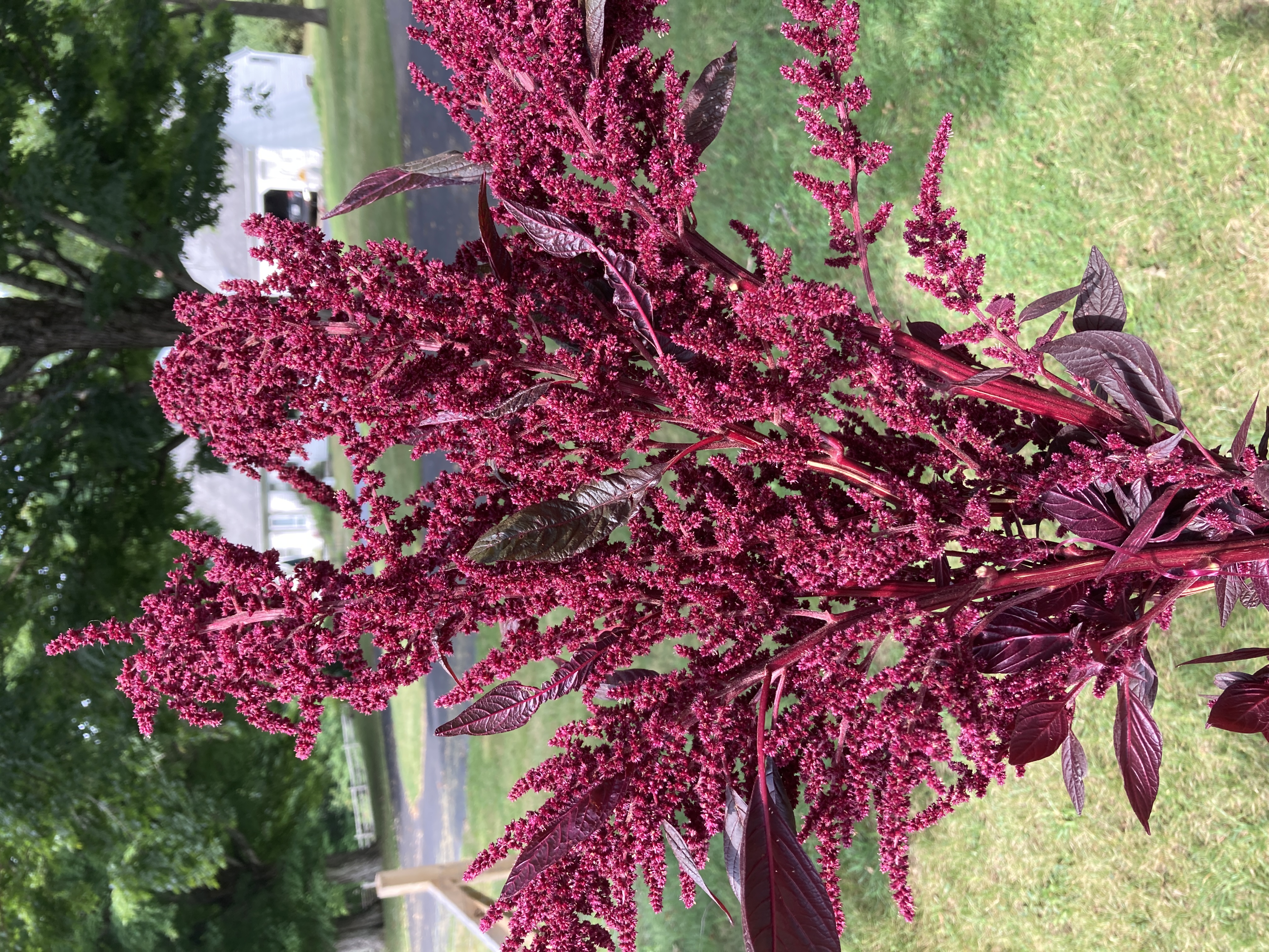 AMARANTHUS